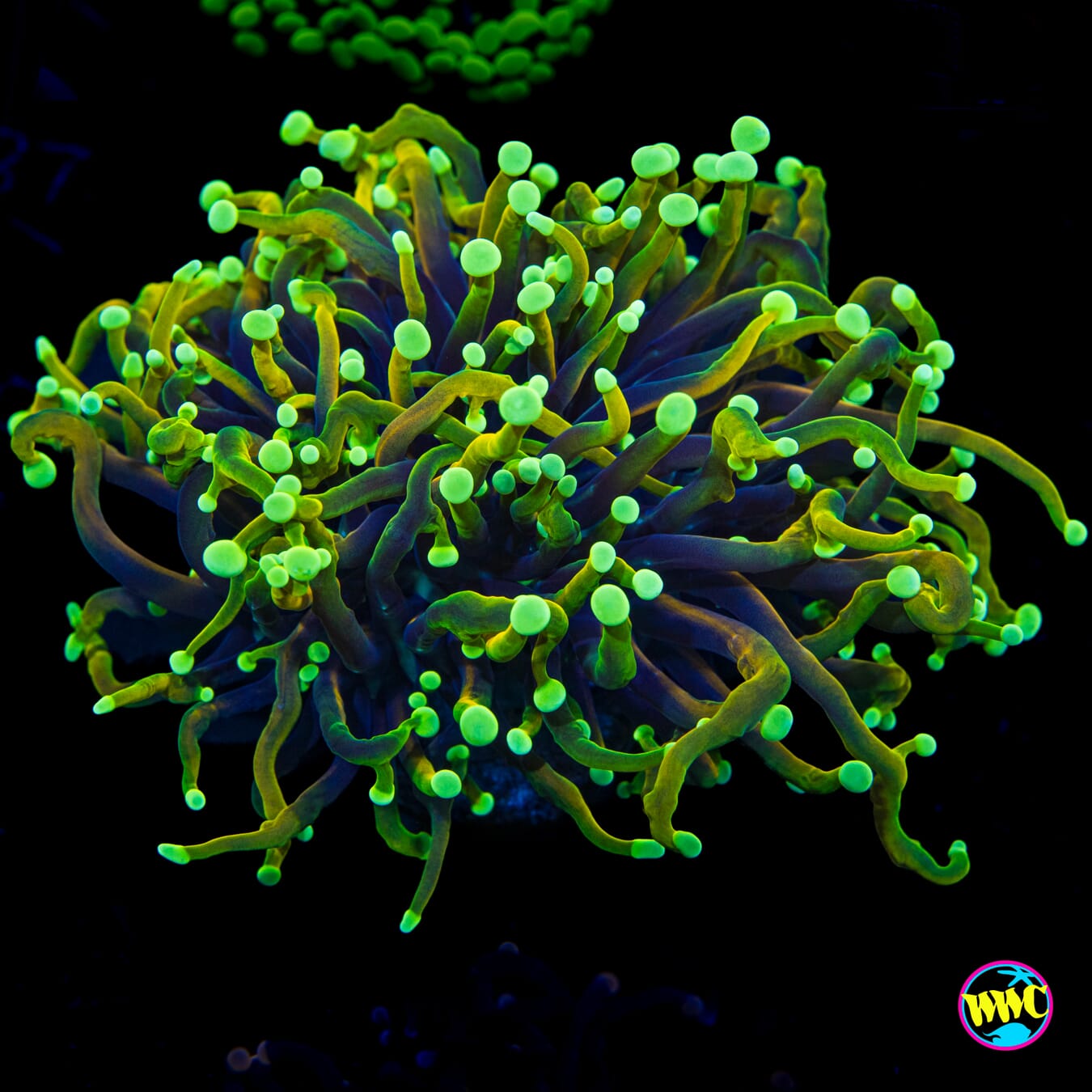 Dragon Soul Torch - Actinic Photo