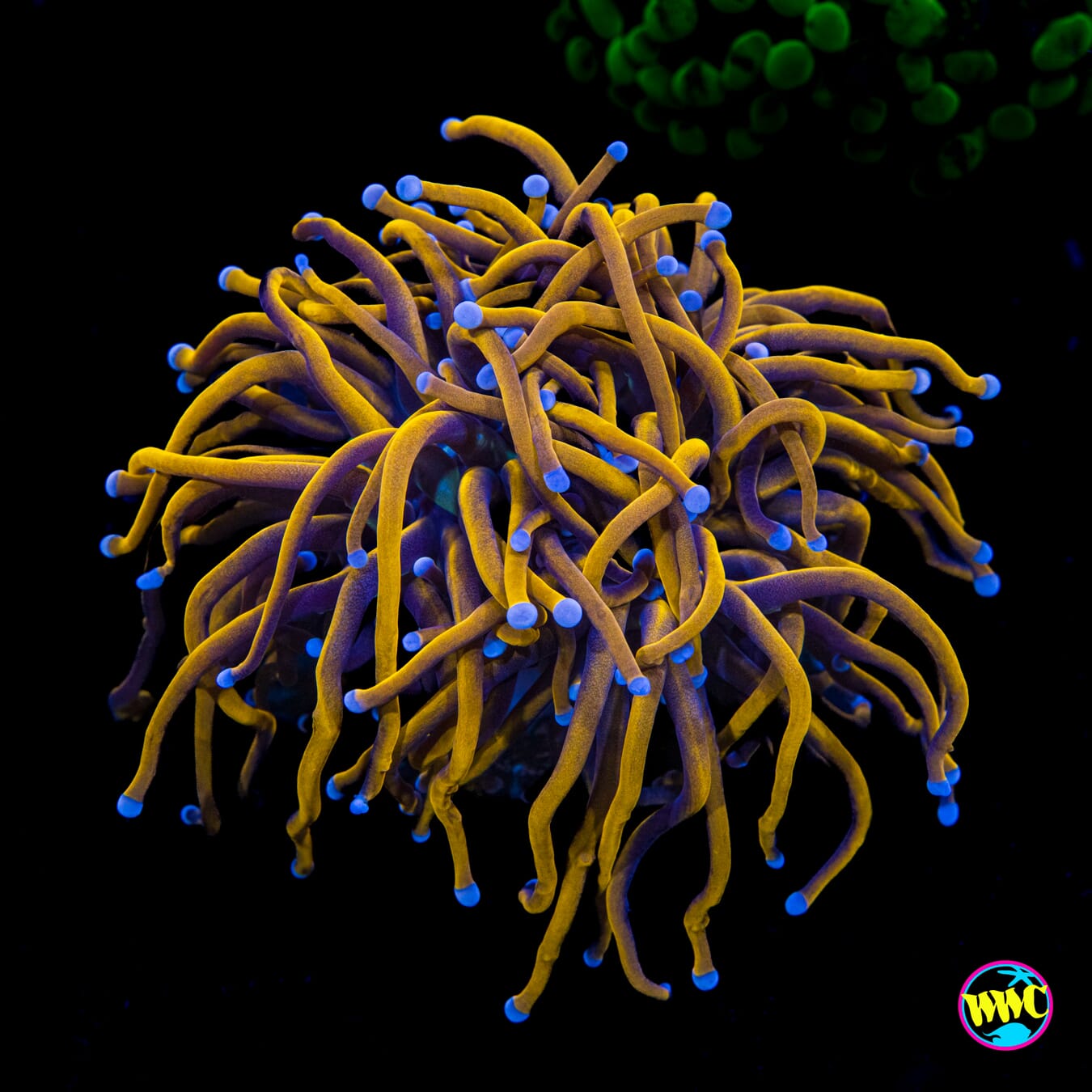 Rapunzel Torch - Actinic Photo