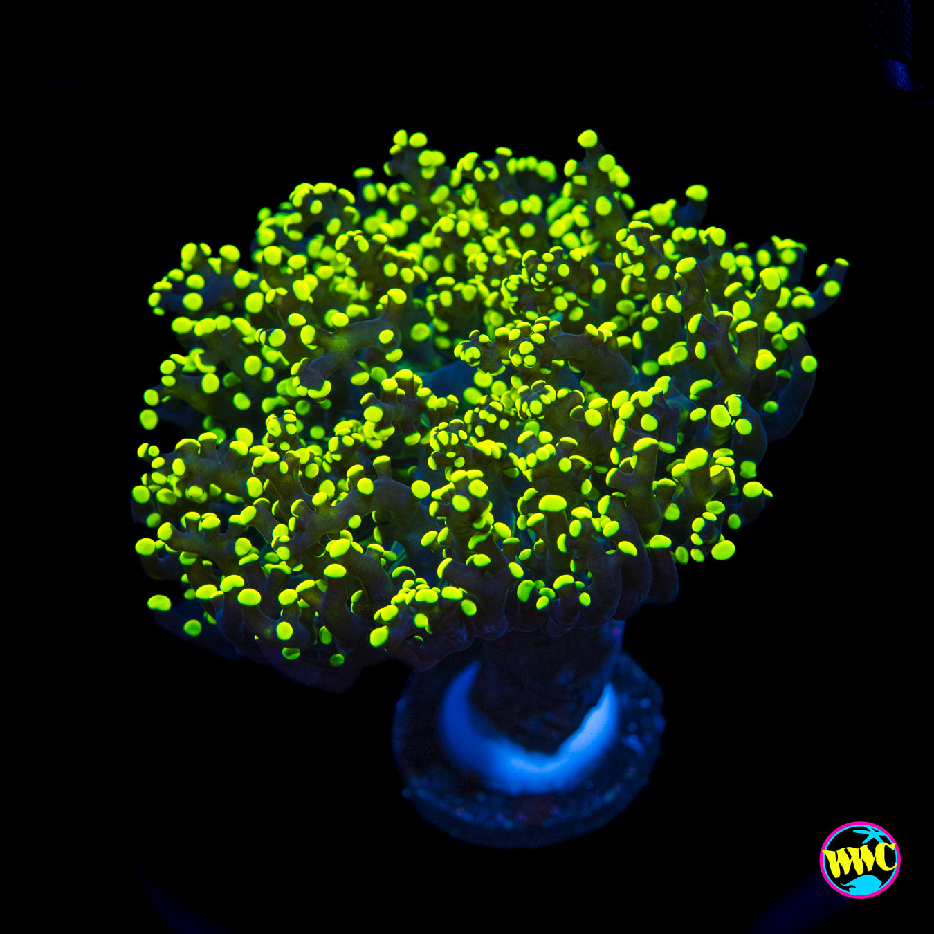 Glowbug Branching Frogspawn