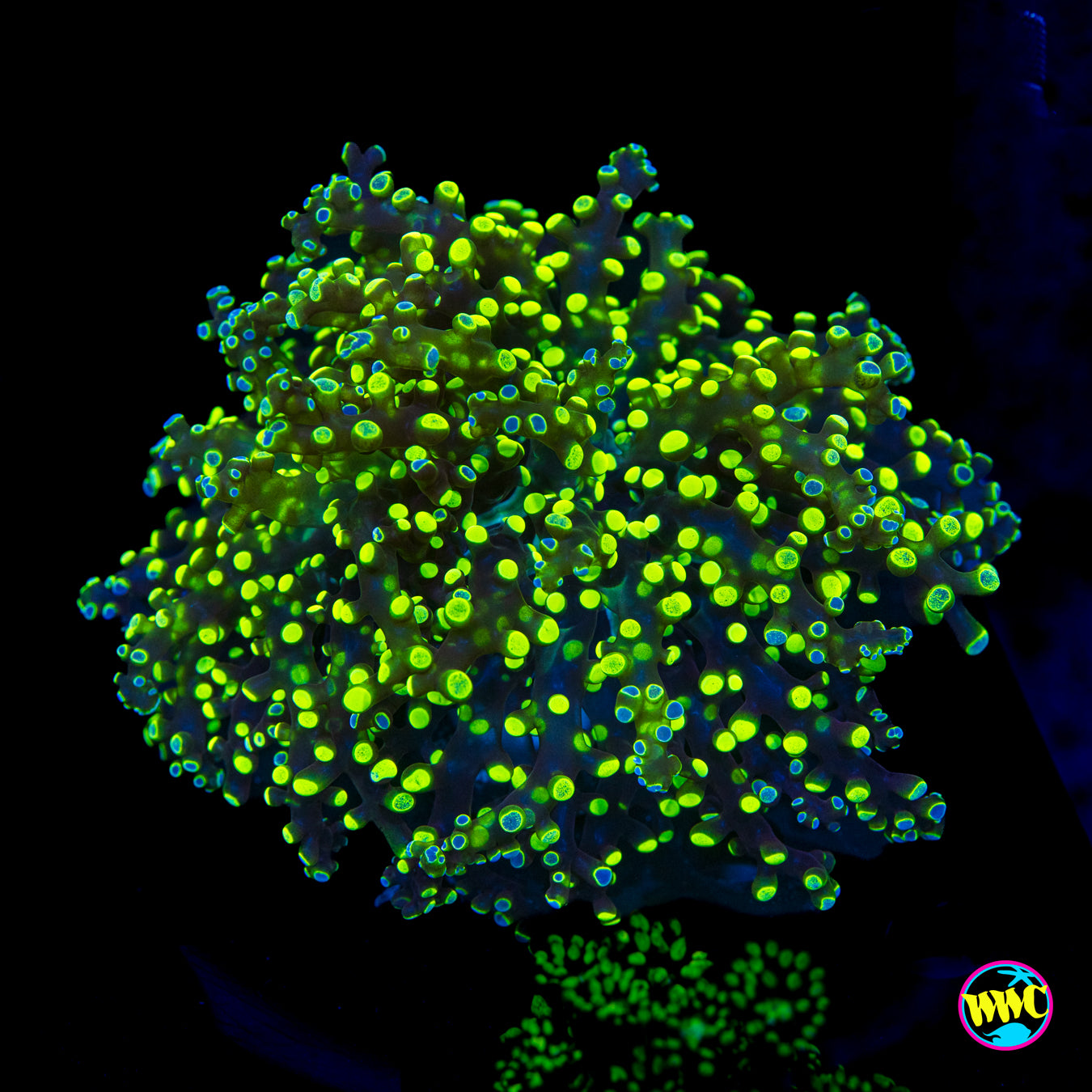 XL Splatter Tip Branching Frogspawn