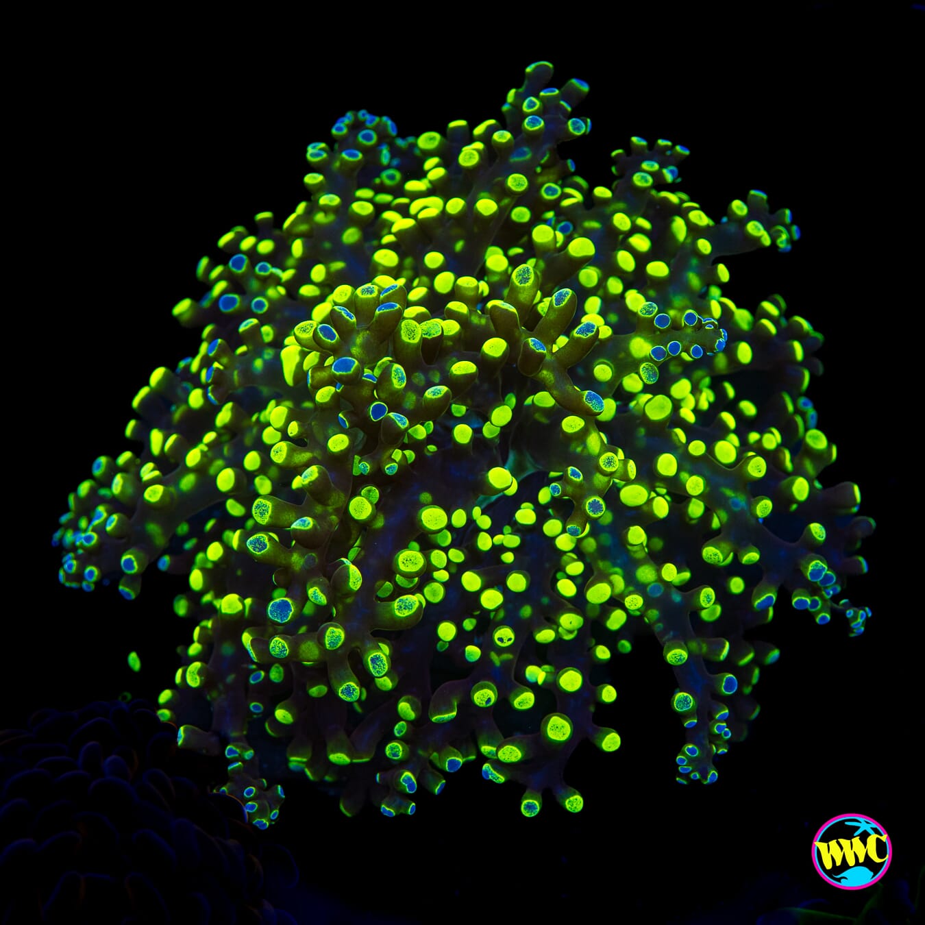 Splatter Tipped Branching Frogspawn - Actinic Photo