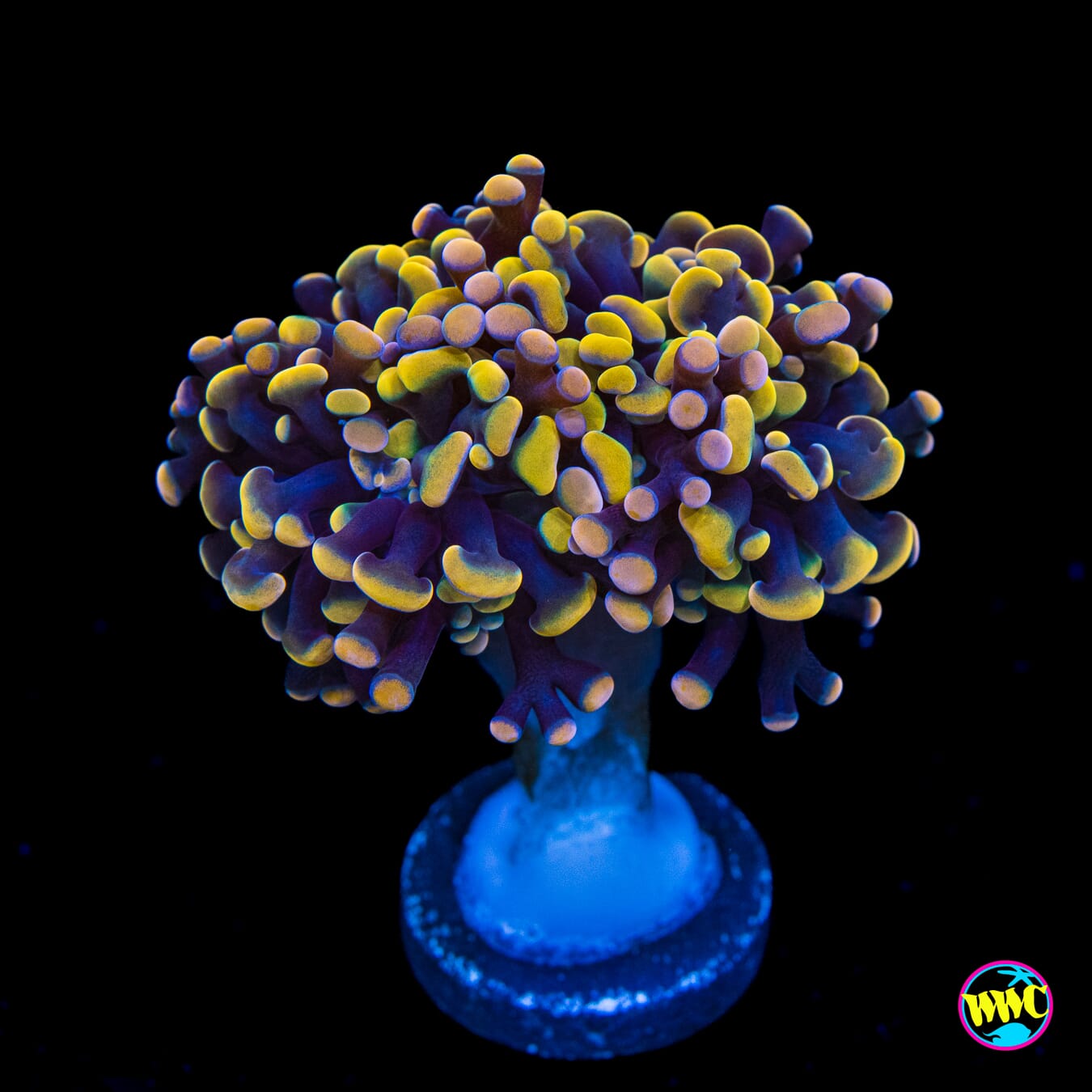 Pink and Gold Branching Frammer - Actinic Photo