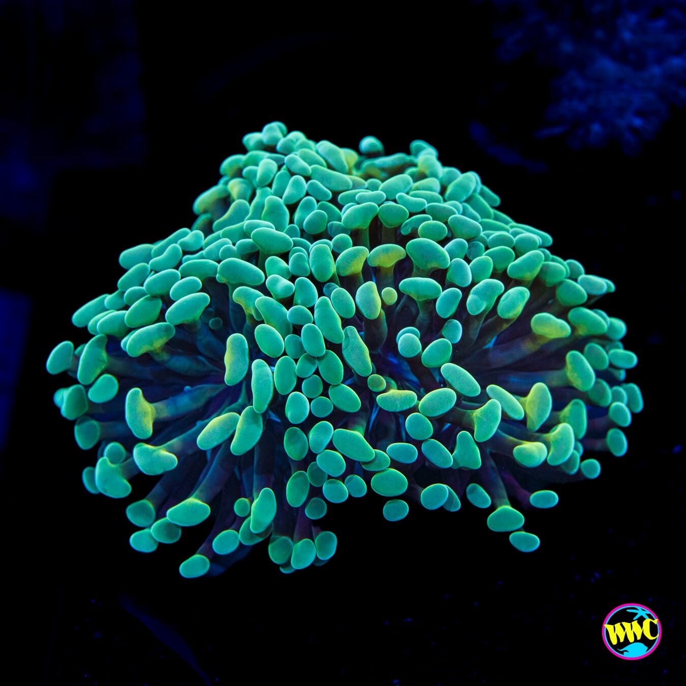 Tealio Branching Hammer - Actinic Photo