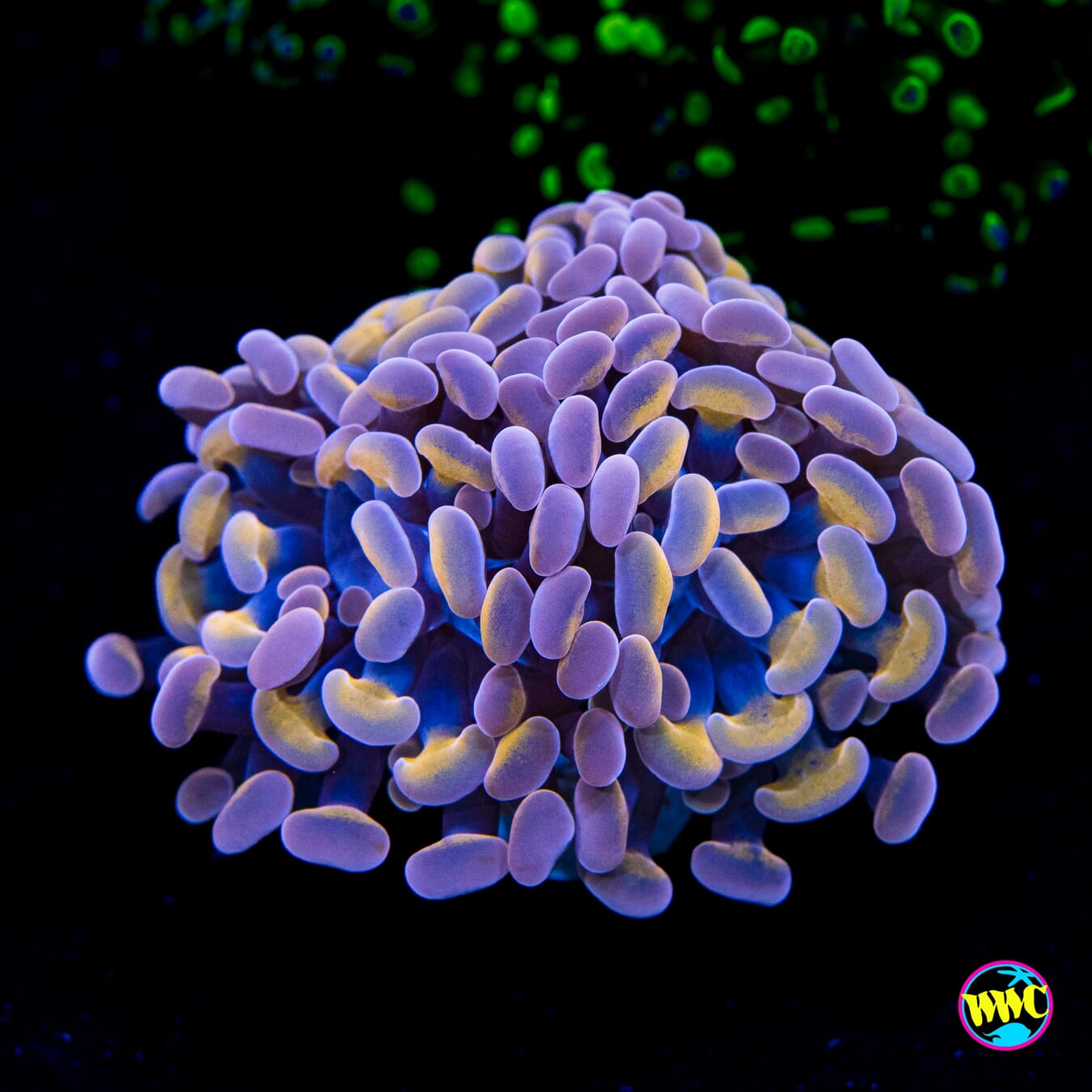 Peachy Lavender Branching Hammer - Actinic Photo