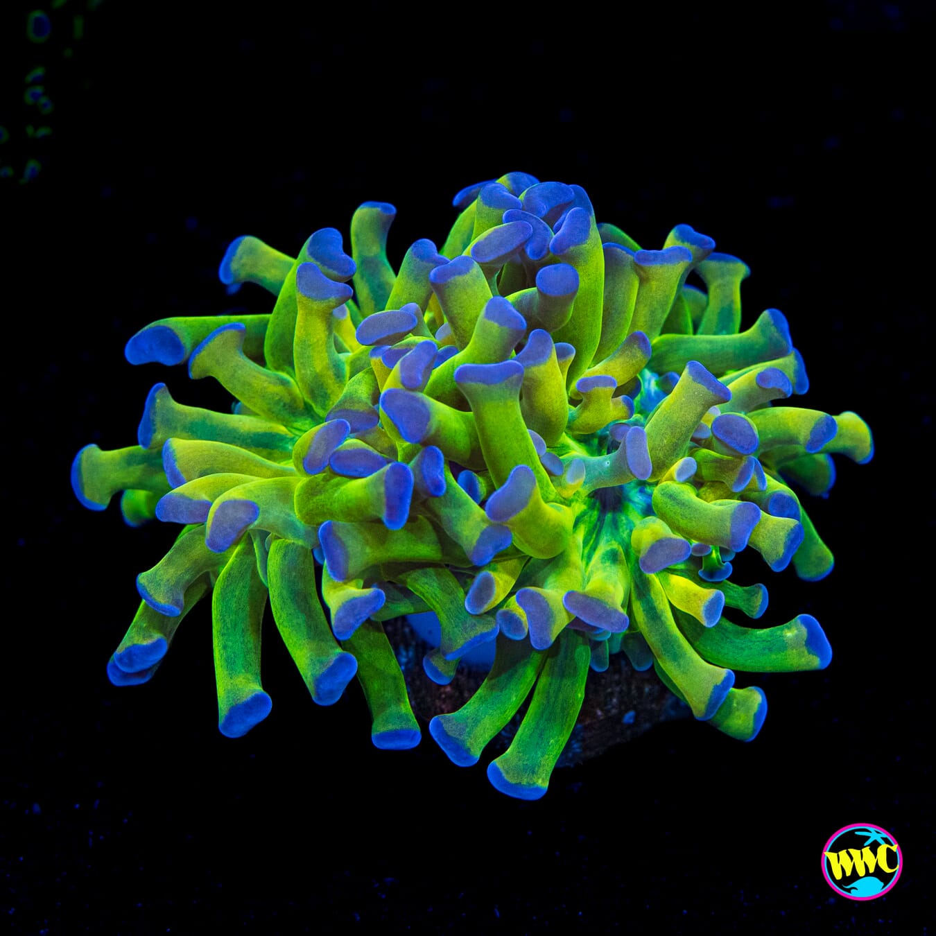 Bicolor Branching Frammer - Actinic Photo