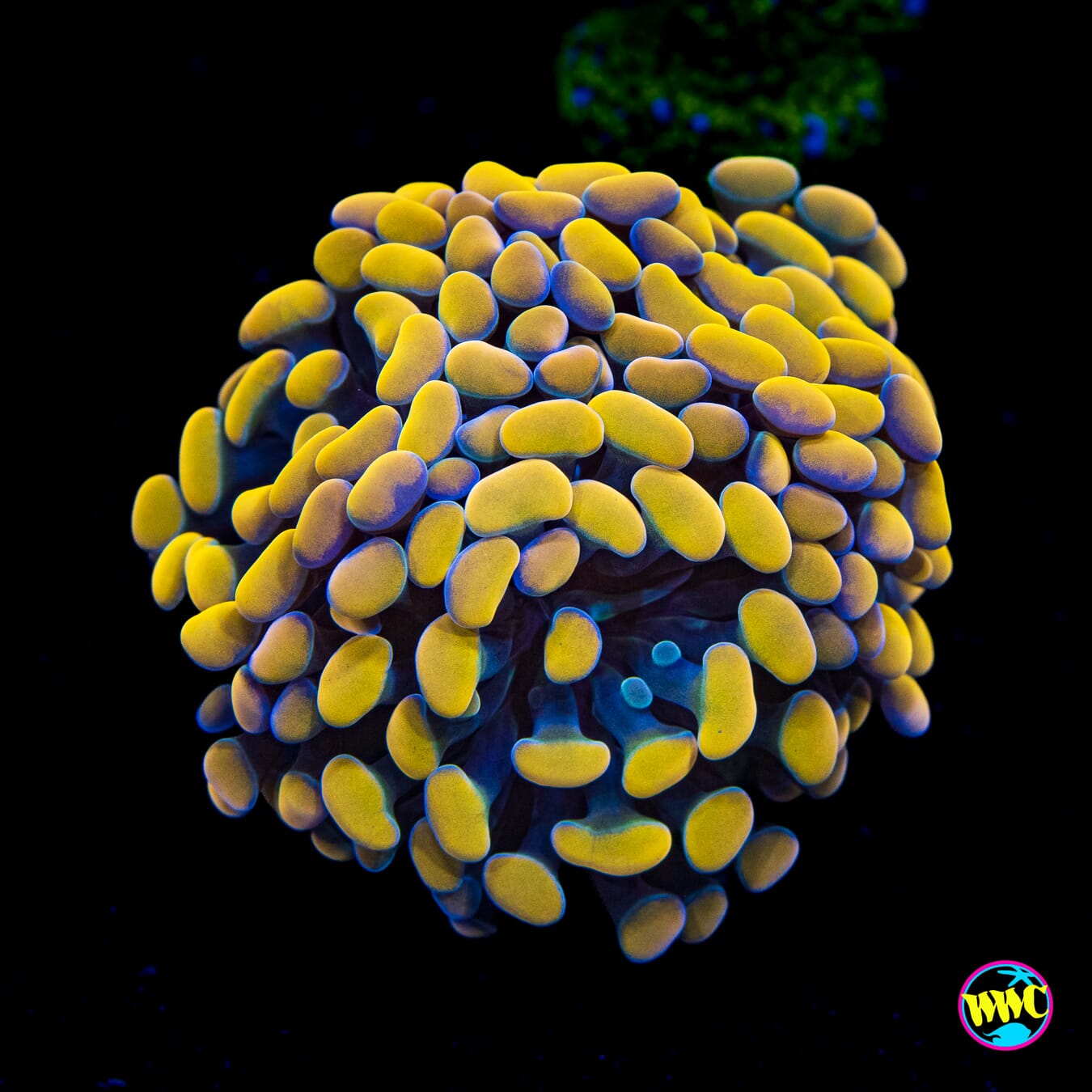 Gold Branching Hammer - Actinic Photo