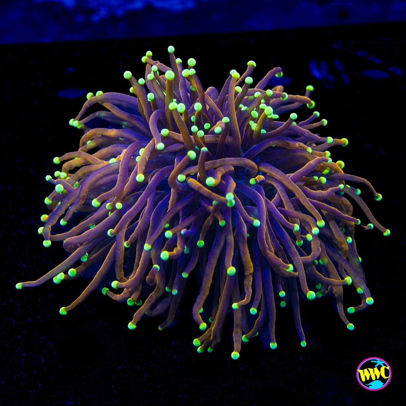 Night Vision Torch - Actinic Photo