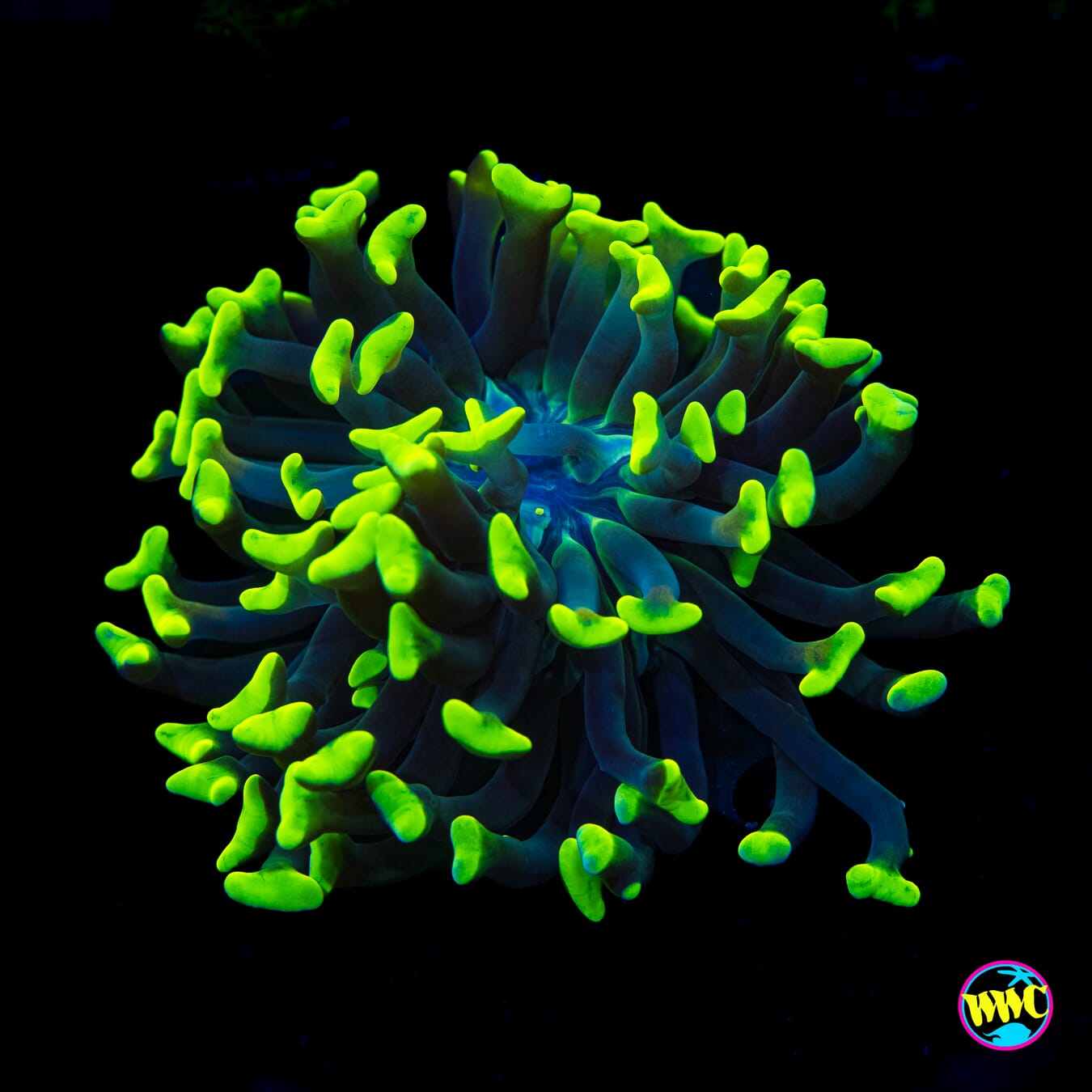 Toxic Branching Hammer - Actinic Photo