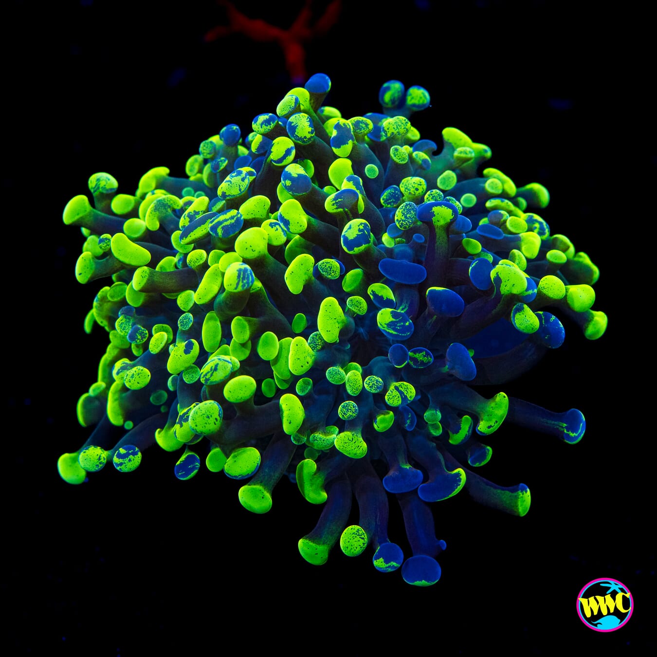 Splatter Branching Hammer - Actinic Photo