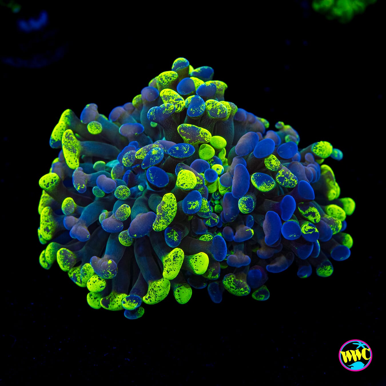 Splatter Branching Hammer - Actinic Photo