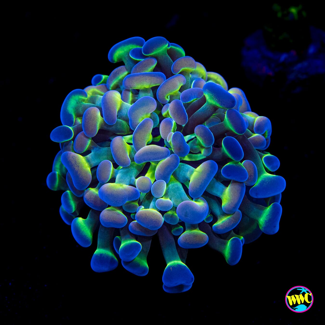 Holy Grail Branching Hammer - Actinic Photo