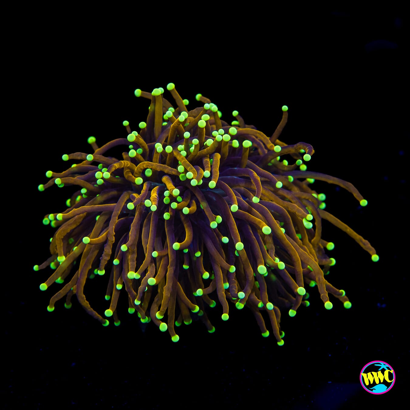 Night Vision Torch - Actinic Photo