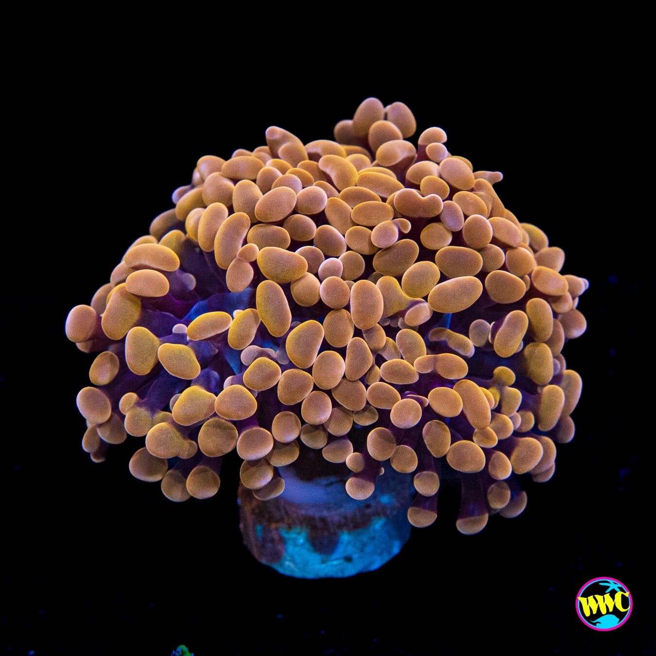 Orange Branching Hammer - Actinic Photo