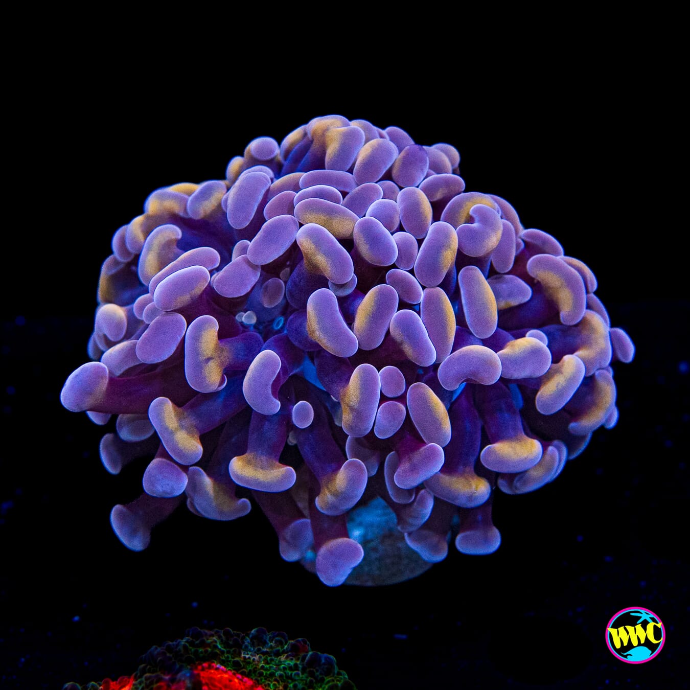 Peach Lavender Branching Hammer - Actinic Photo