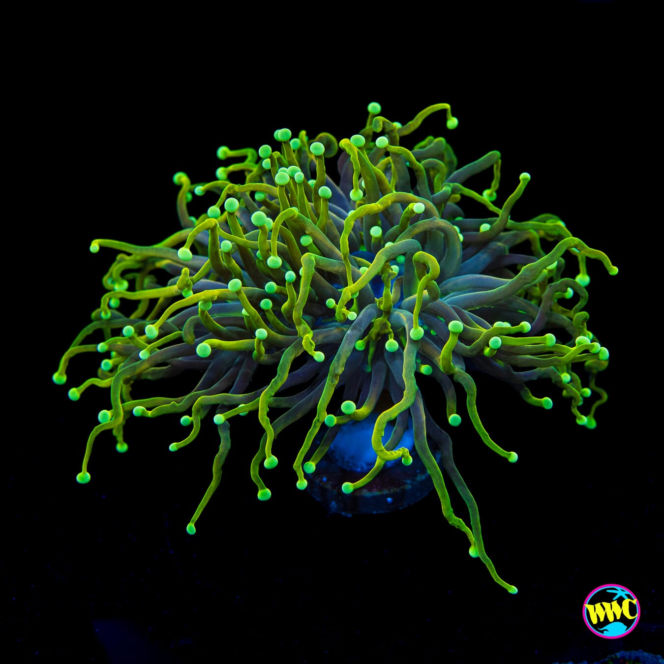 Juicy Fruit Torch - Actinic Photo