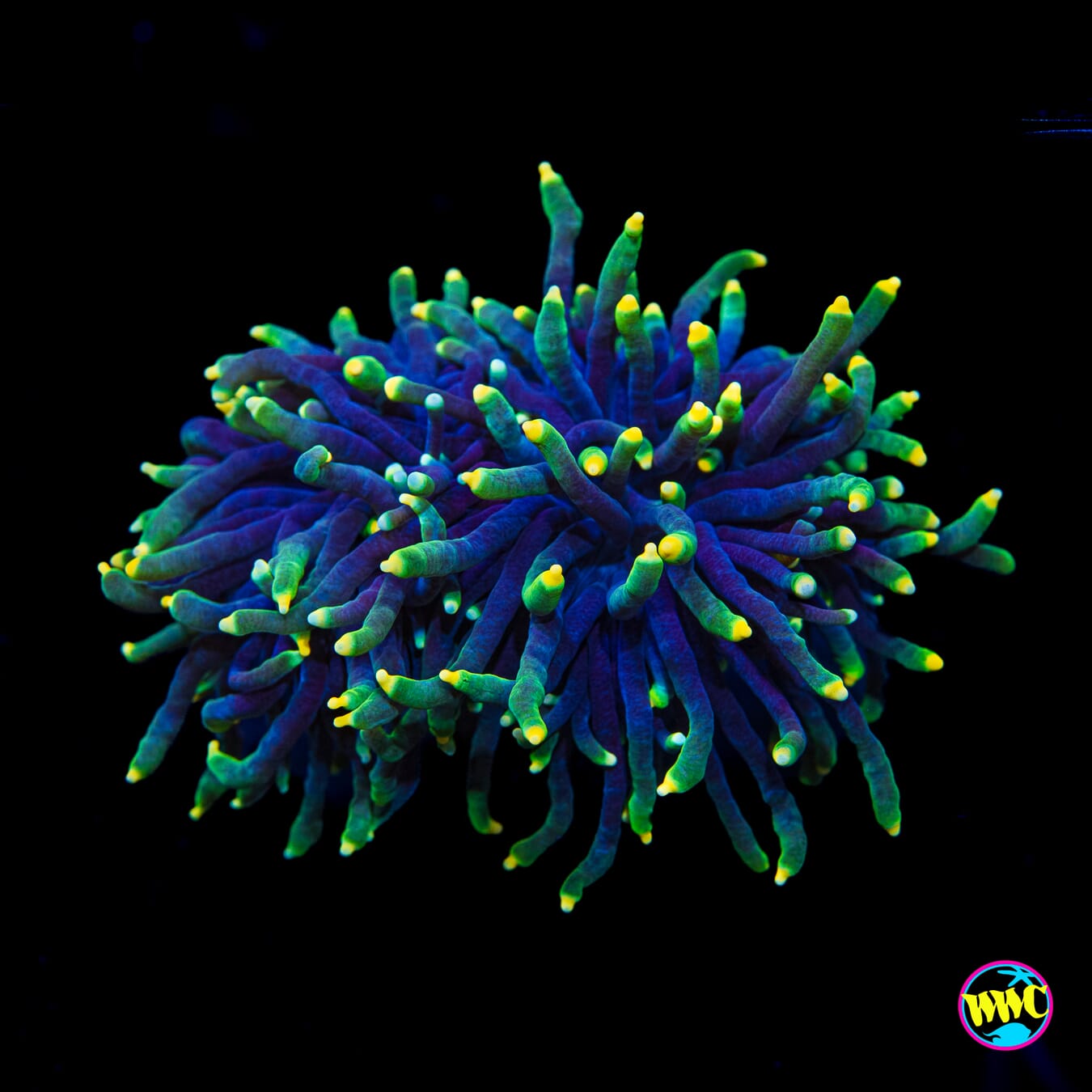 Rasta Torch - Actinic Photo