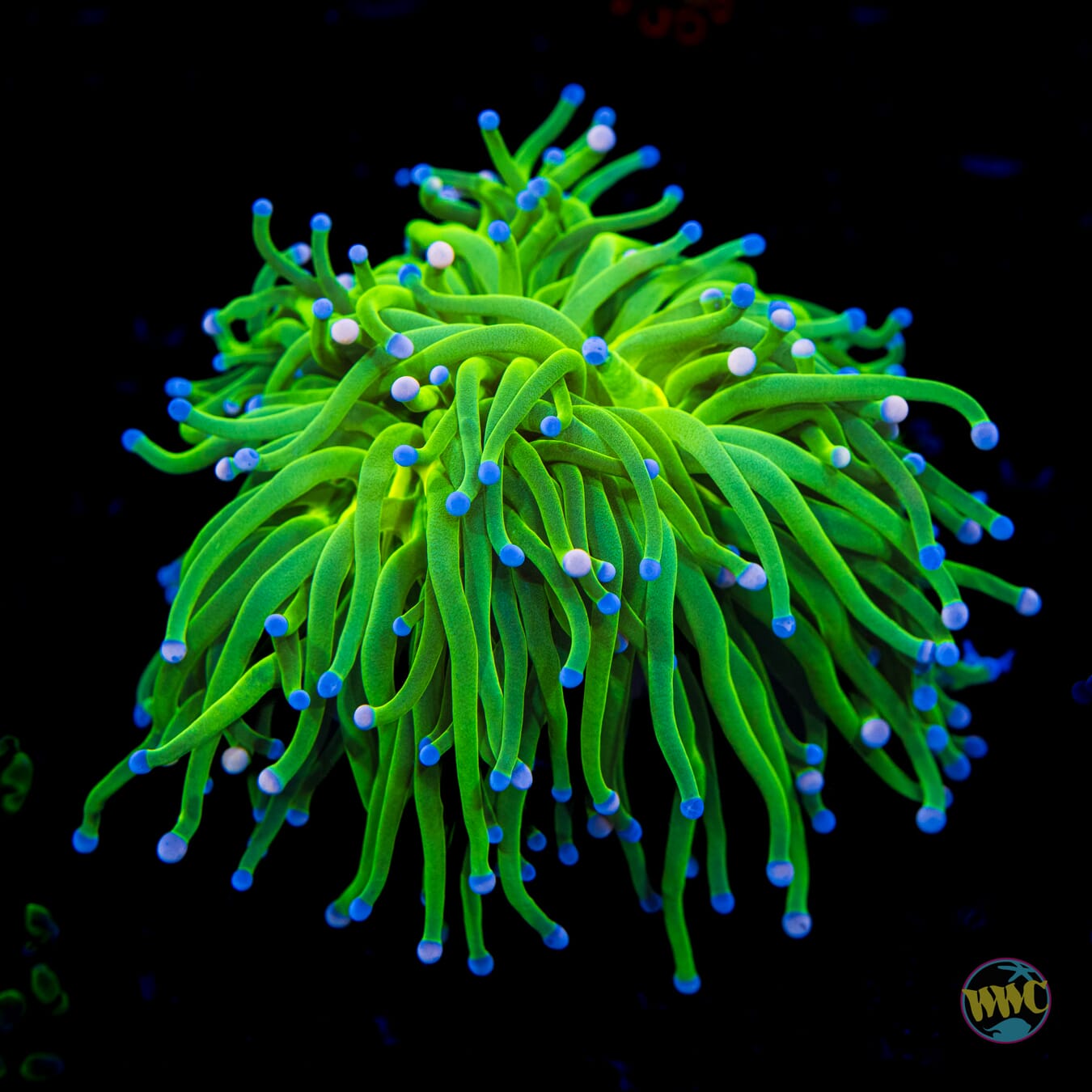 Pink and Blue Tipped Cotton Candy Torch