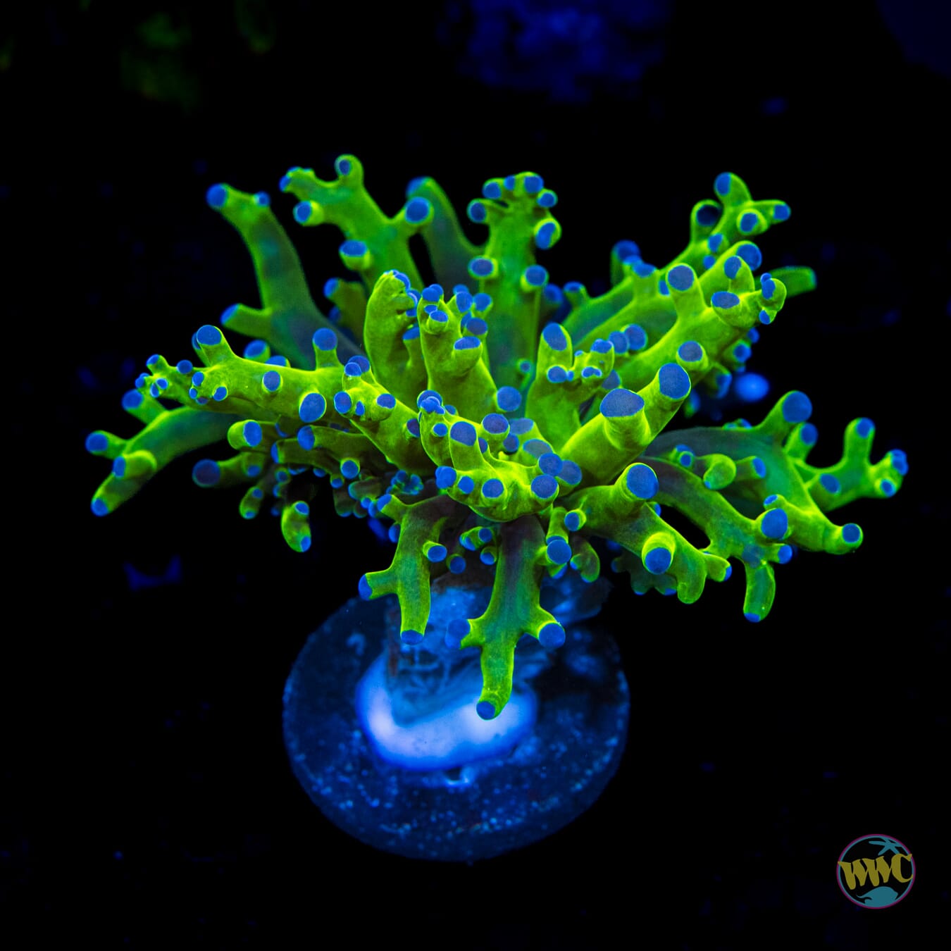 Bicolor Branching Frogspawn