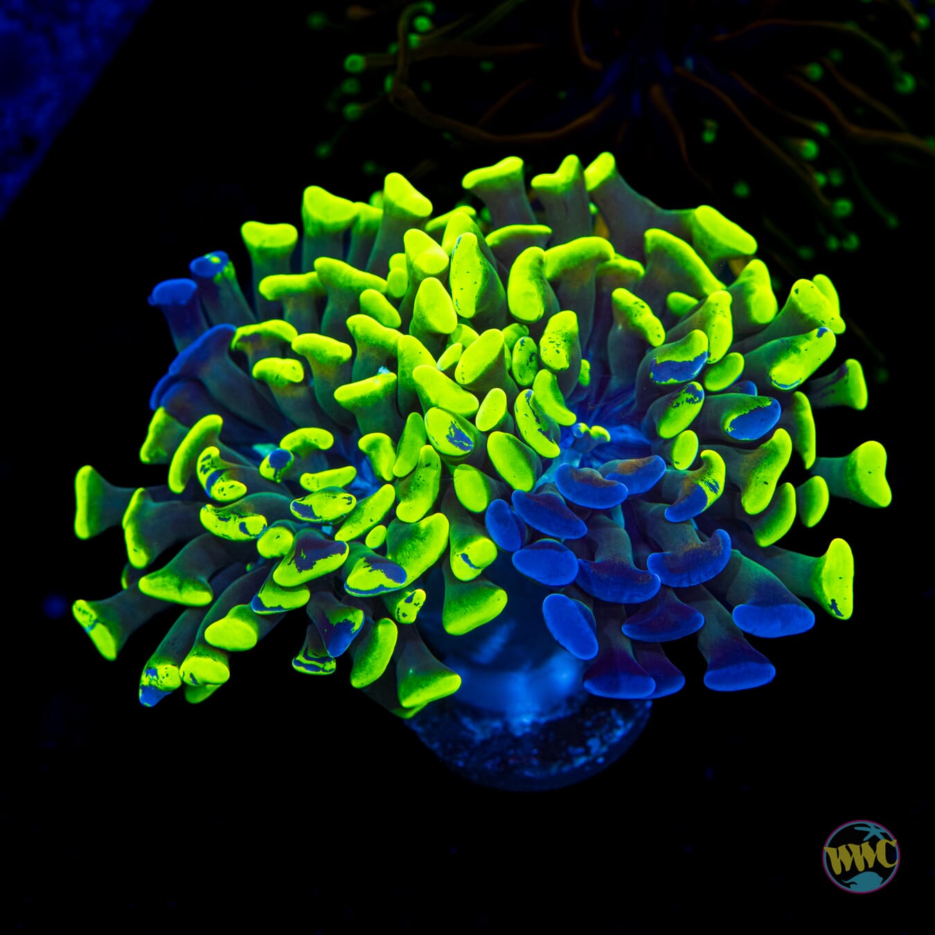 Ultimate Neon Splatter Hammer