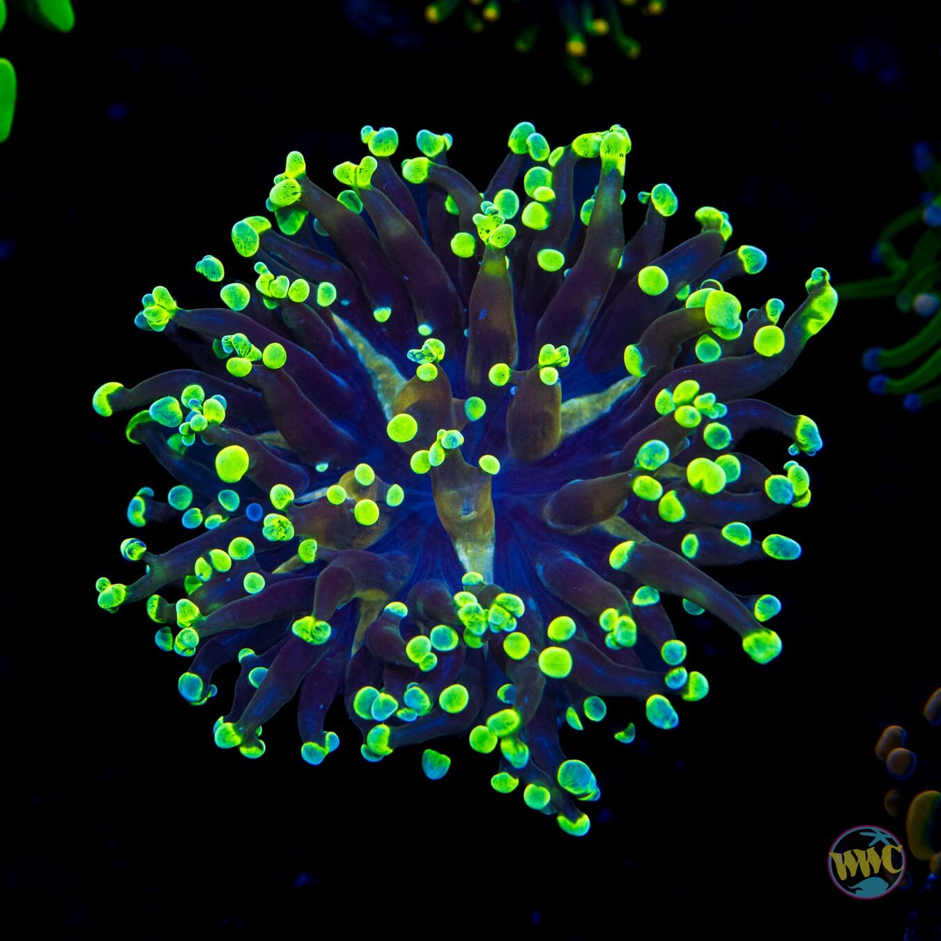 Lemon Drop Branching Frogspawn