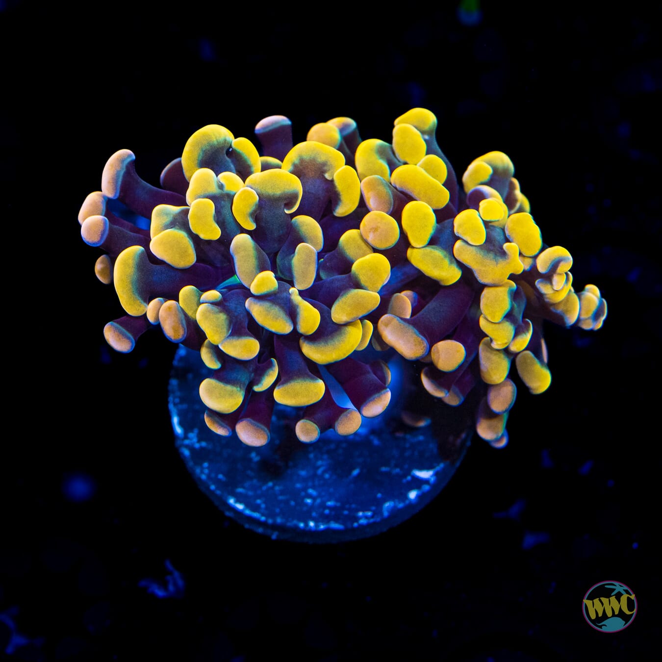 WWC Rainbow Branching Hammer