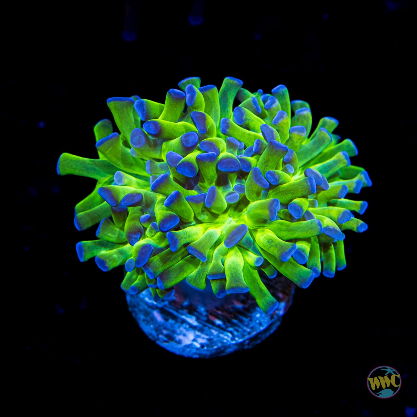 Bicolor Branching Hammer