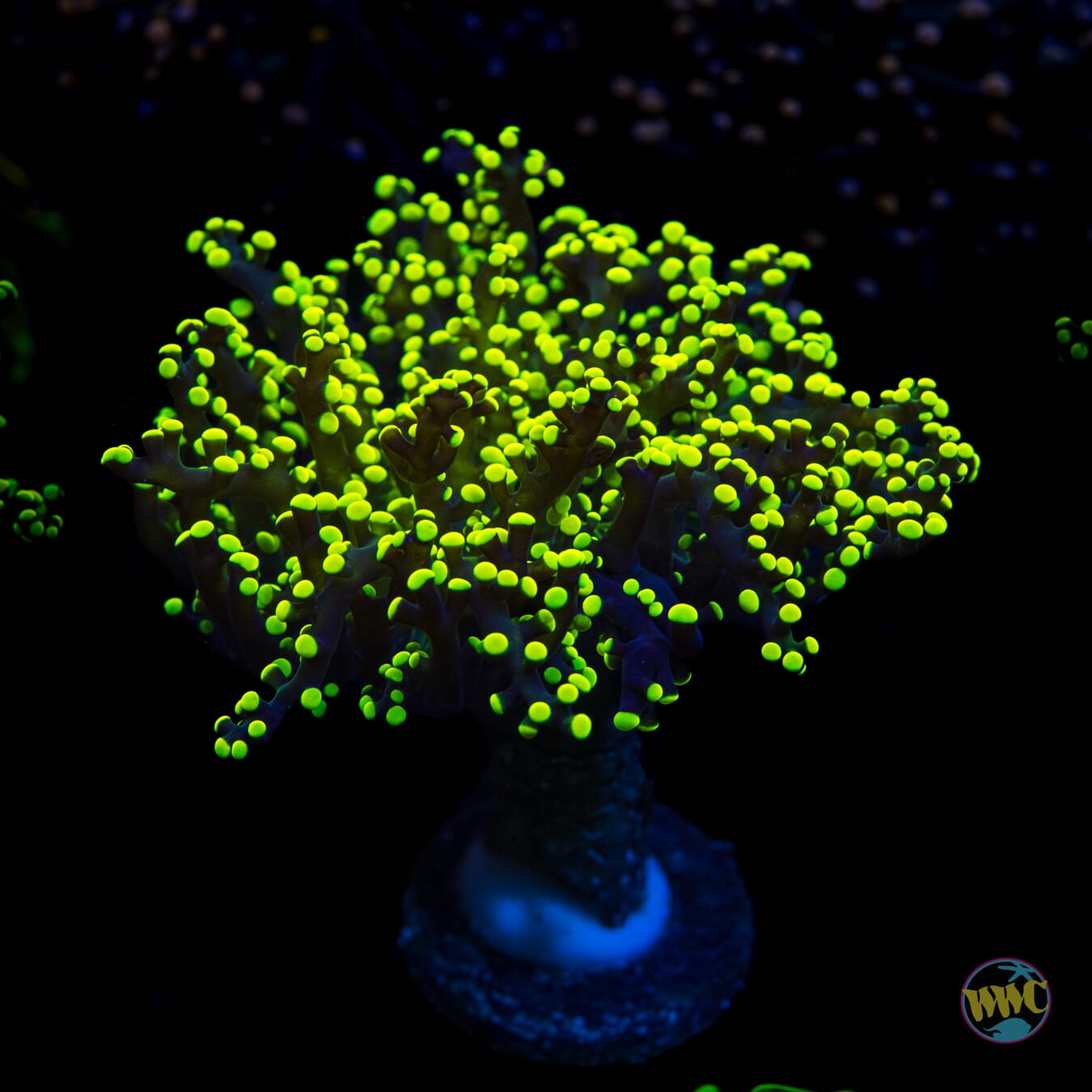 Glowbug Branching Frogspawn