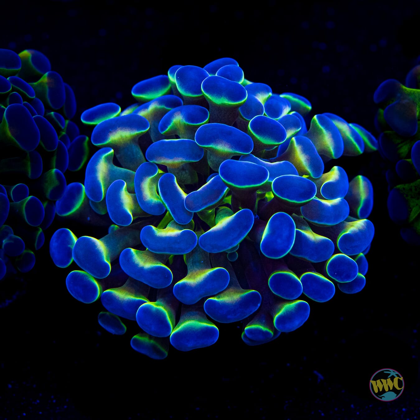 Hologram Branching Hammer