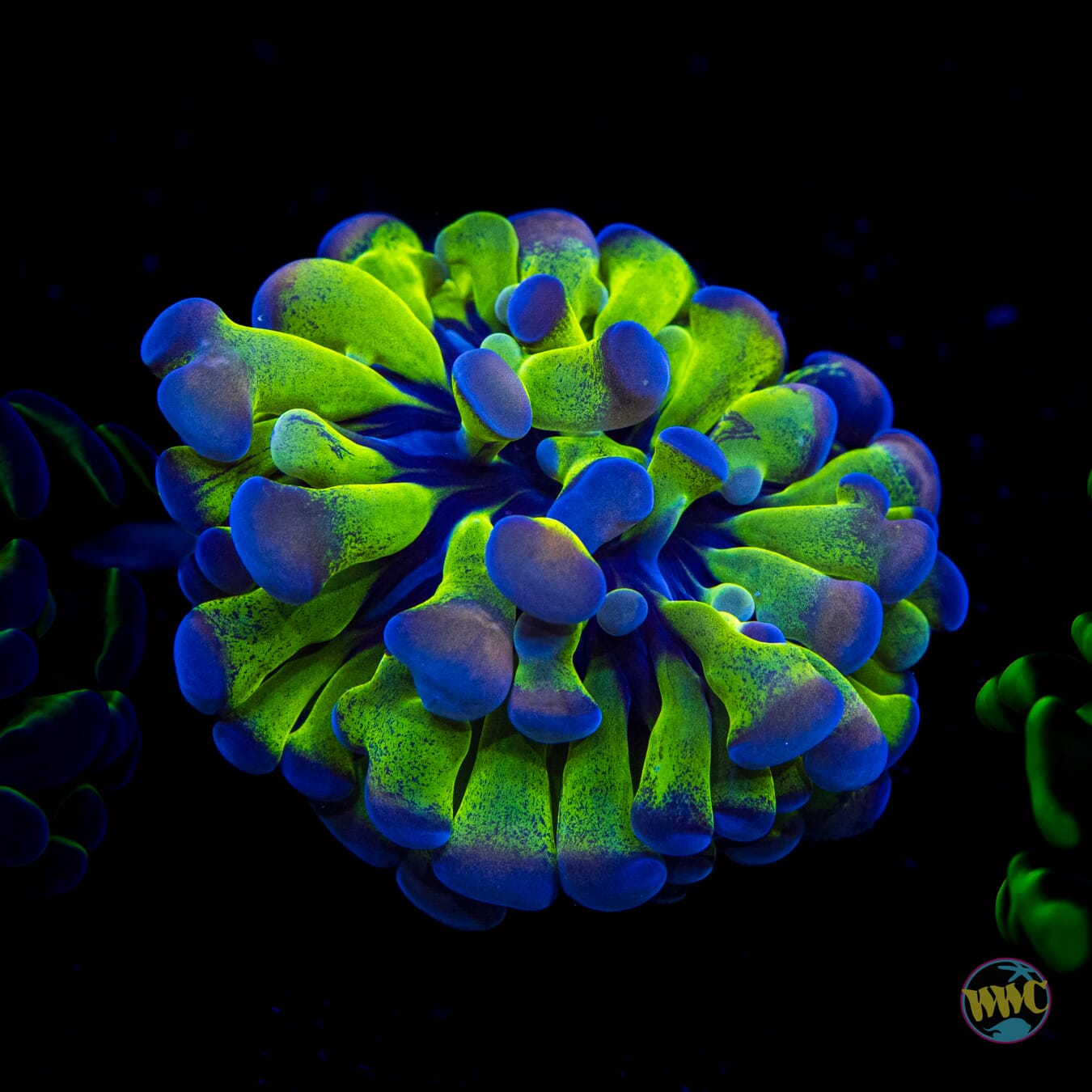 Ultimate Bicolor Branching Hammer