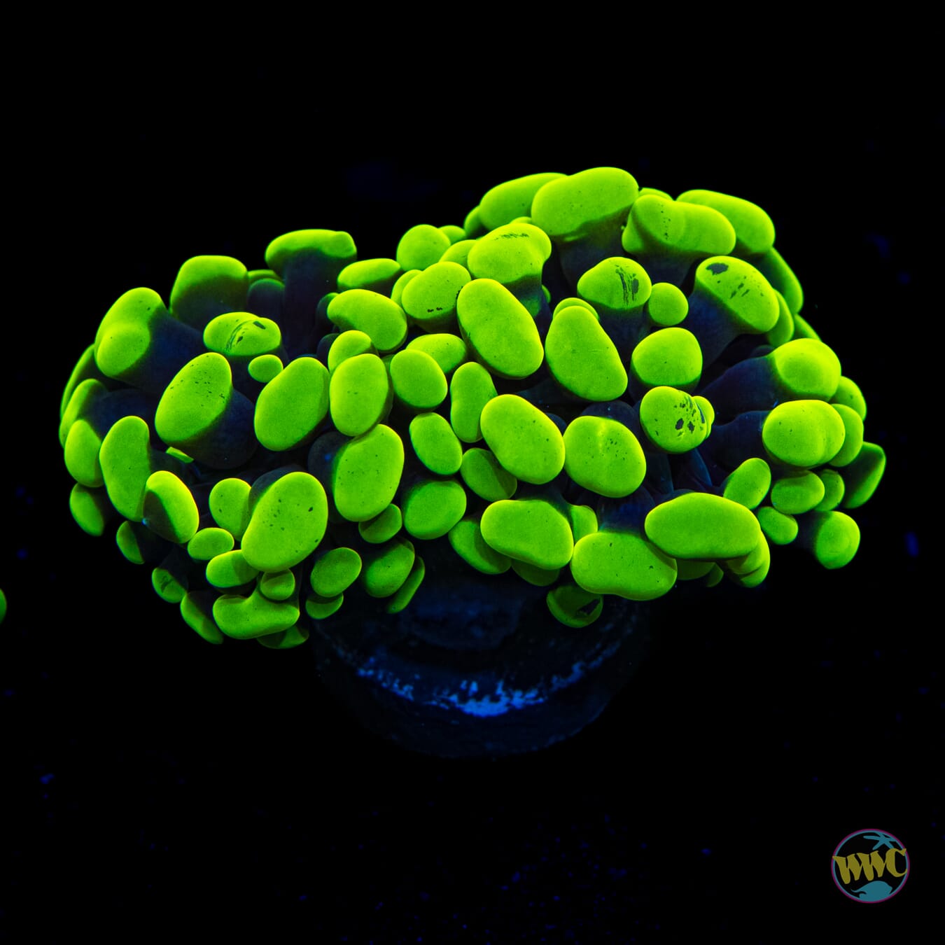 Toxic Green Branching Hammer