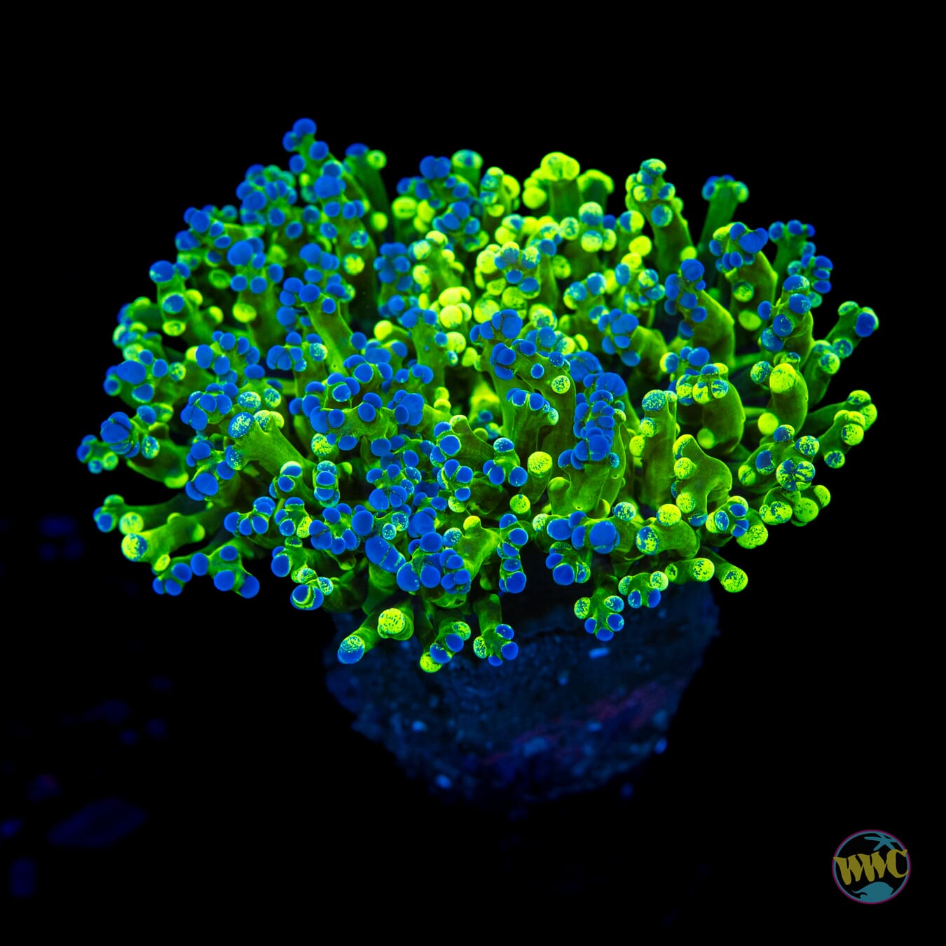 Splatter Tip Branching Frogspawn