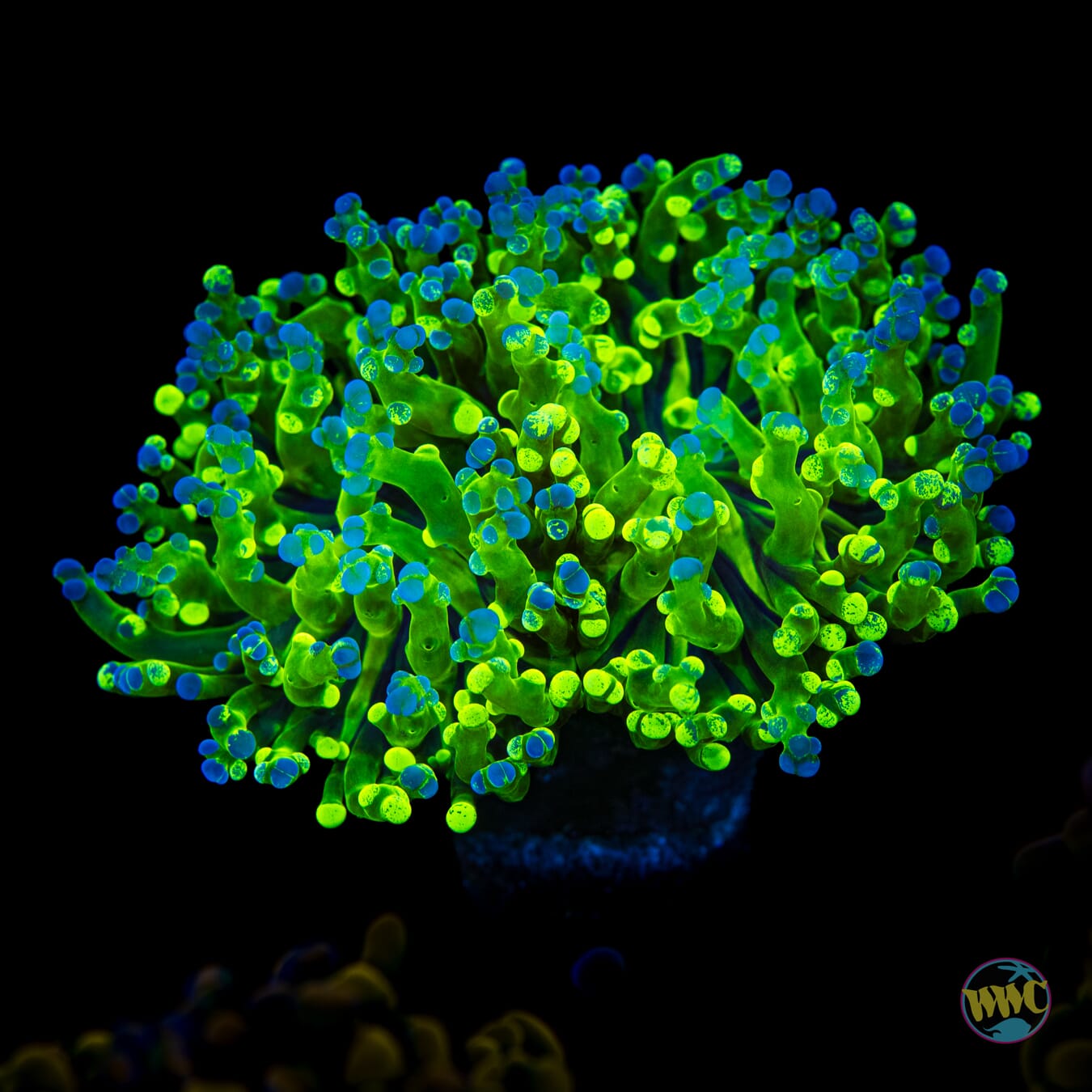 Splatter Tip Branching Frogspawn