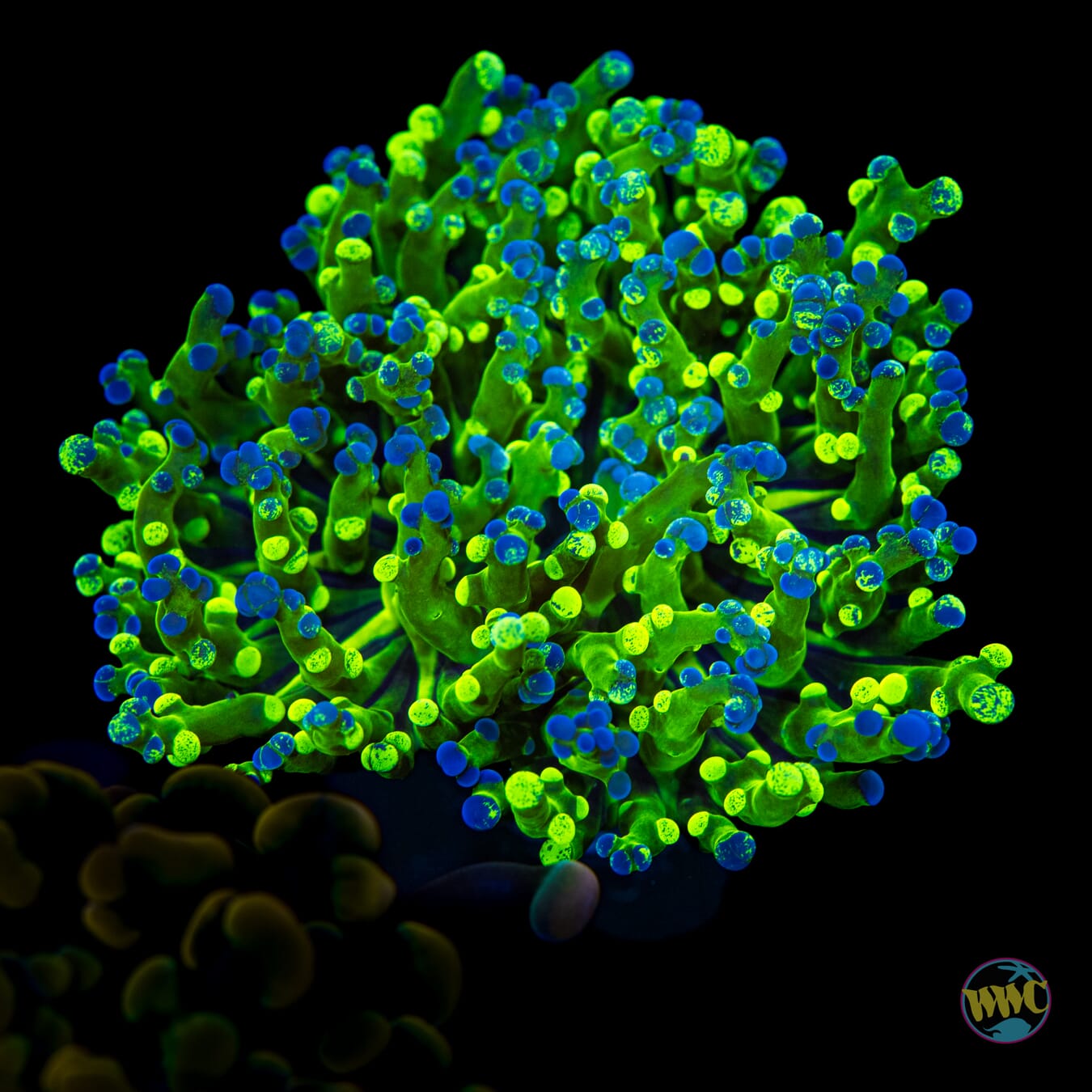 Splatter Tip Branching Frogspawn