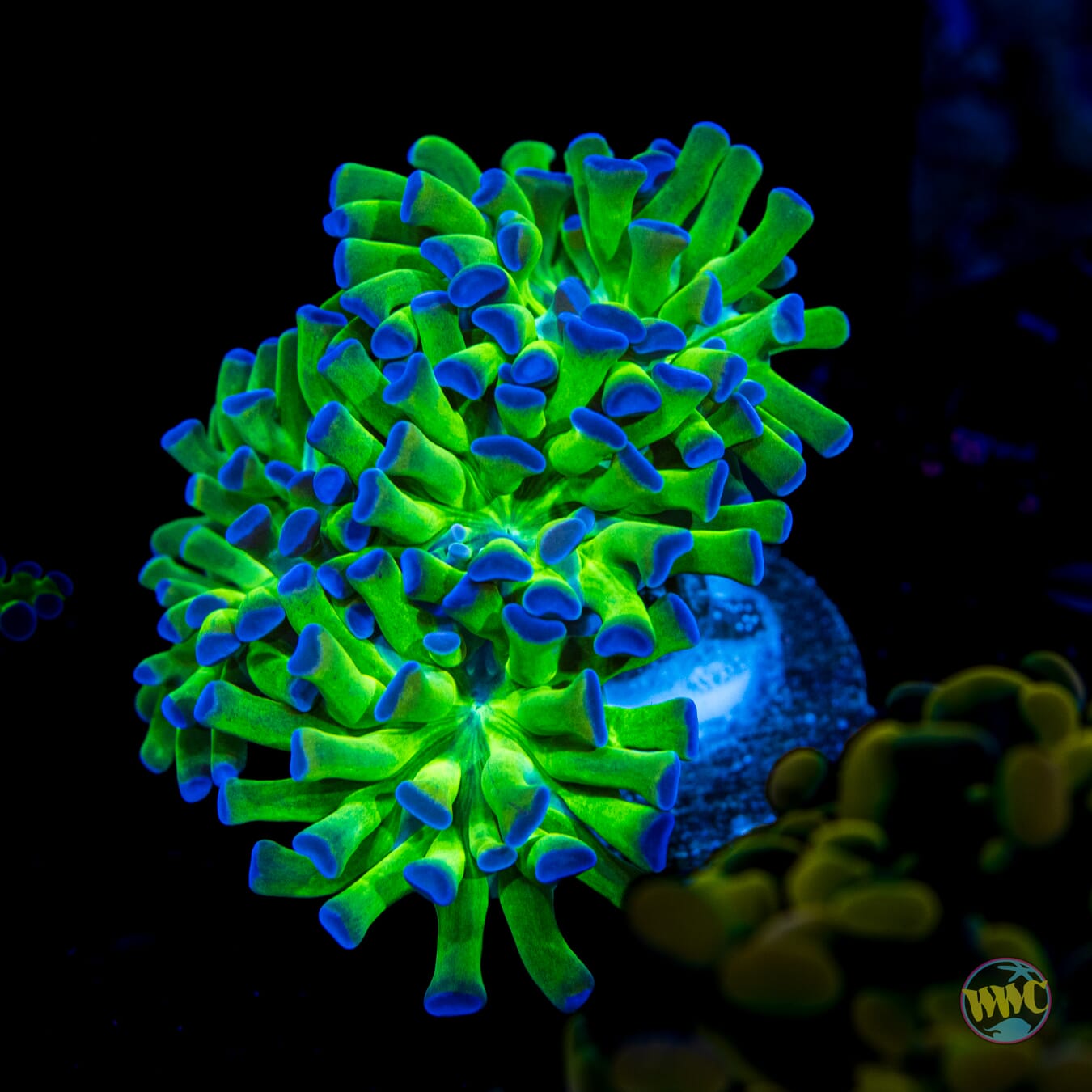 Bicolor Branching Hammer