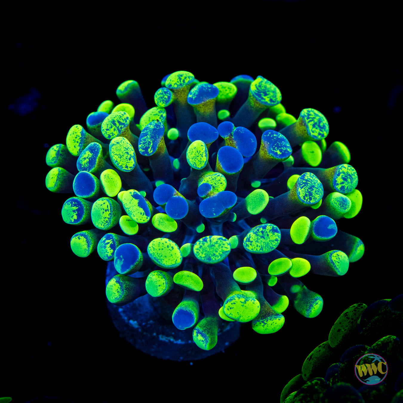 Future Girlfriend Branching Hammer