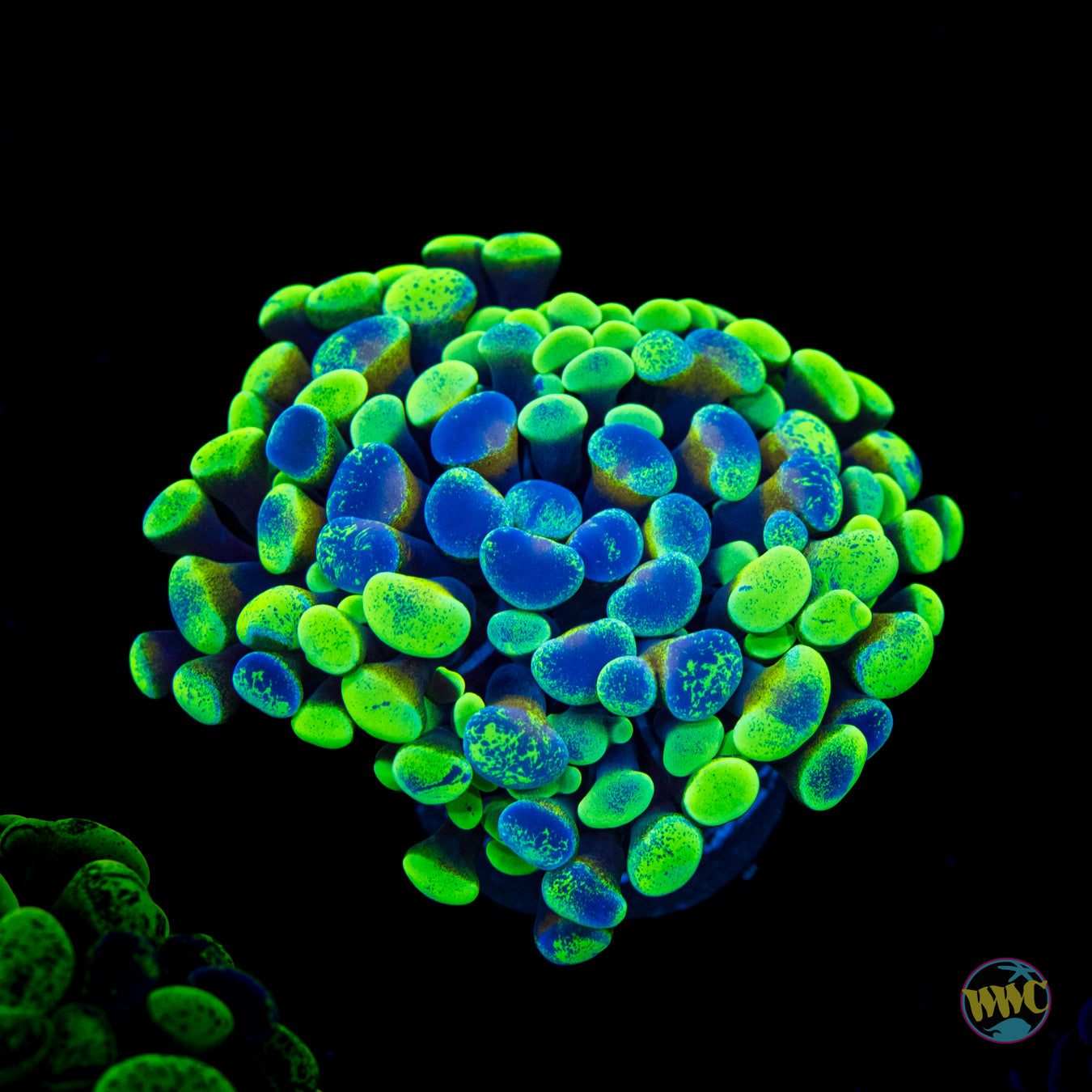 Future Girlfriend Branching Hammer