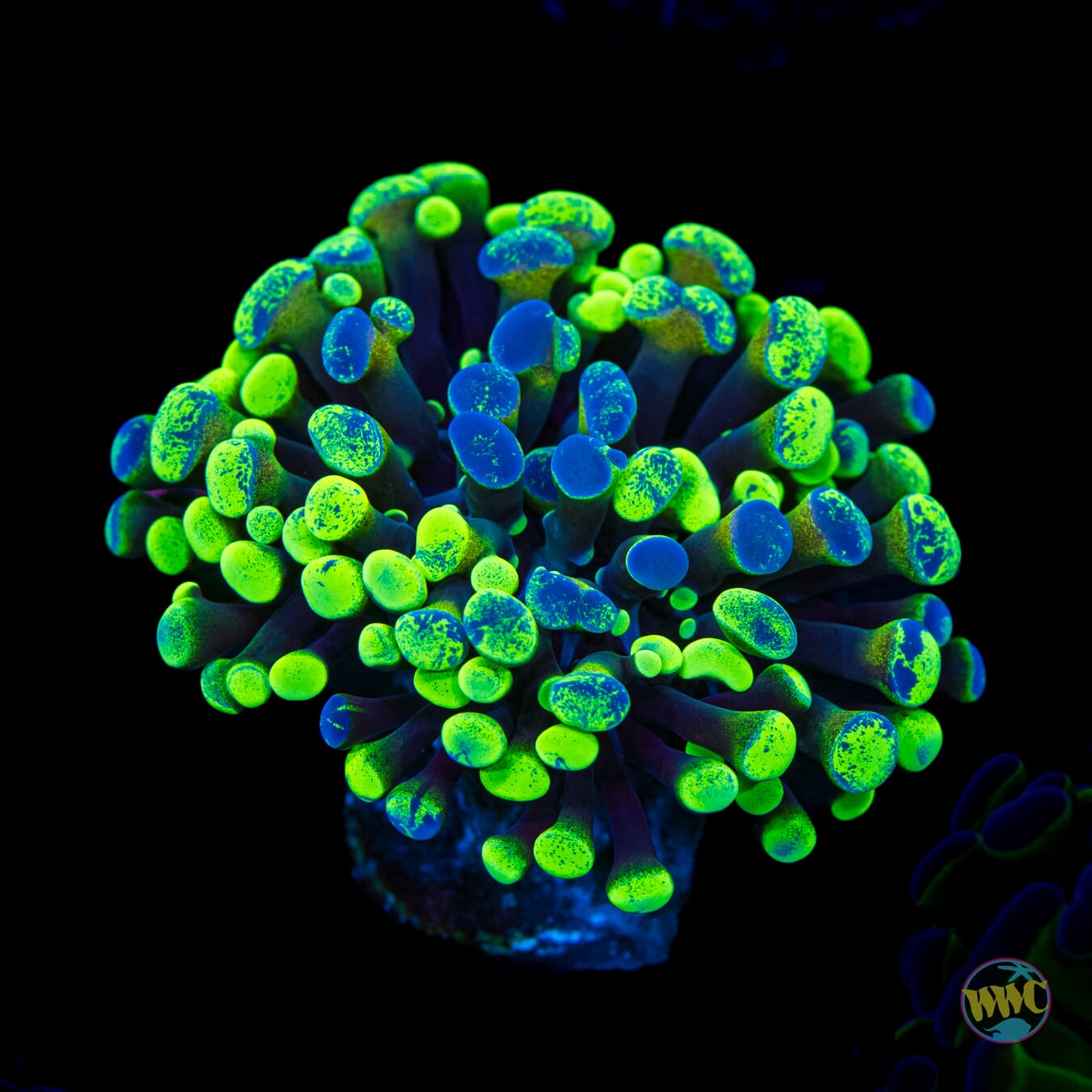 Future Girlfriend Branching Hammer