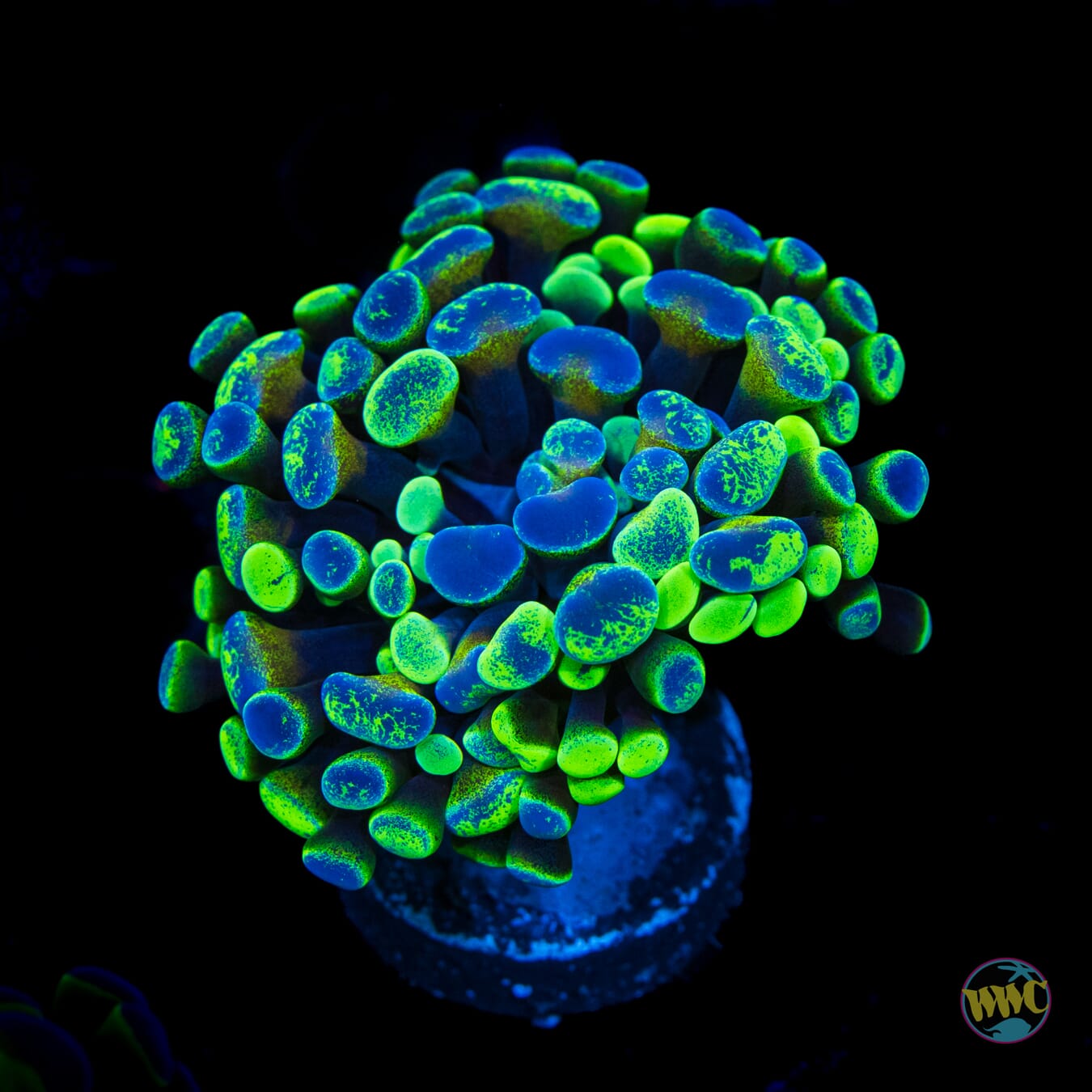 Future Girlfriend Branching Hammer