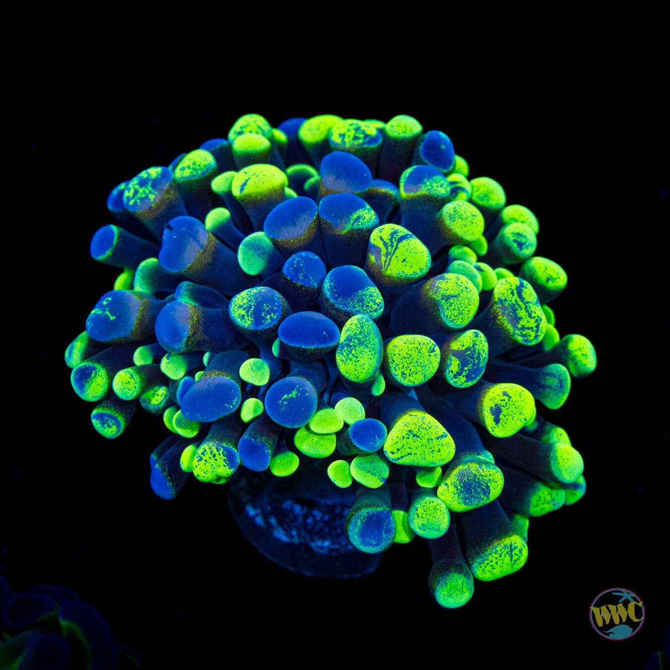 Future Girlfriend Branching Hammer