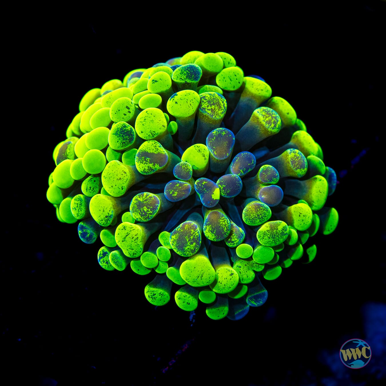 Future Girlfriend Branching Hammer