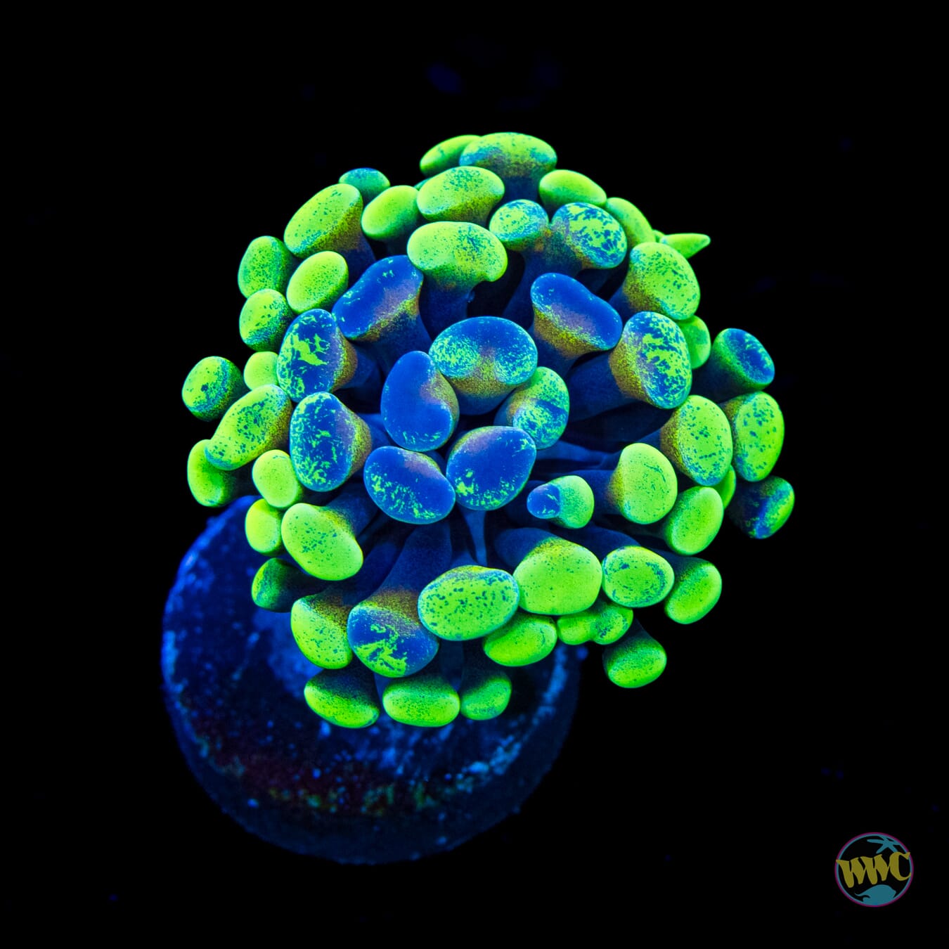 Future Girlfriend Branching Hammer