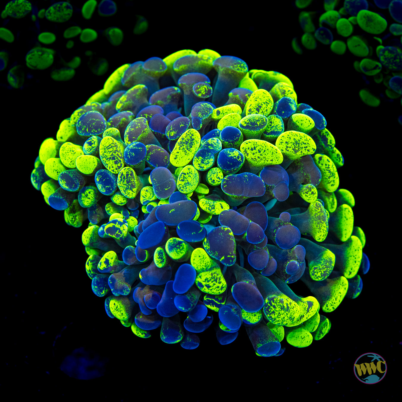 Future Girlfriend Branching Hammer