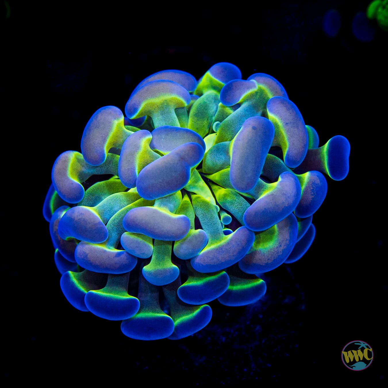 Hologram Branching Hammer