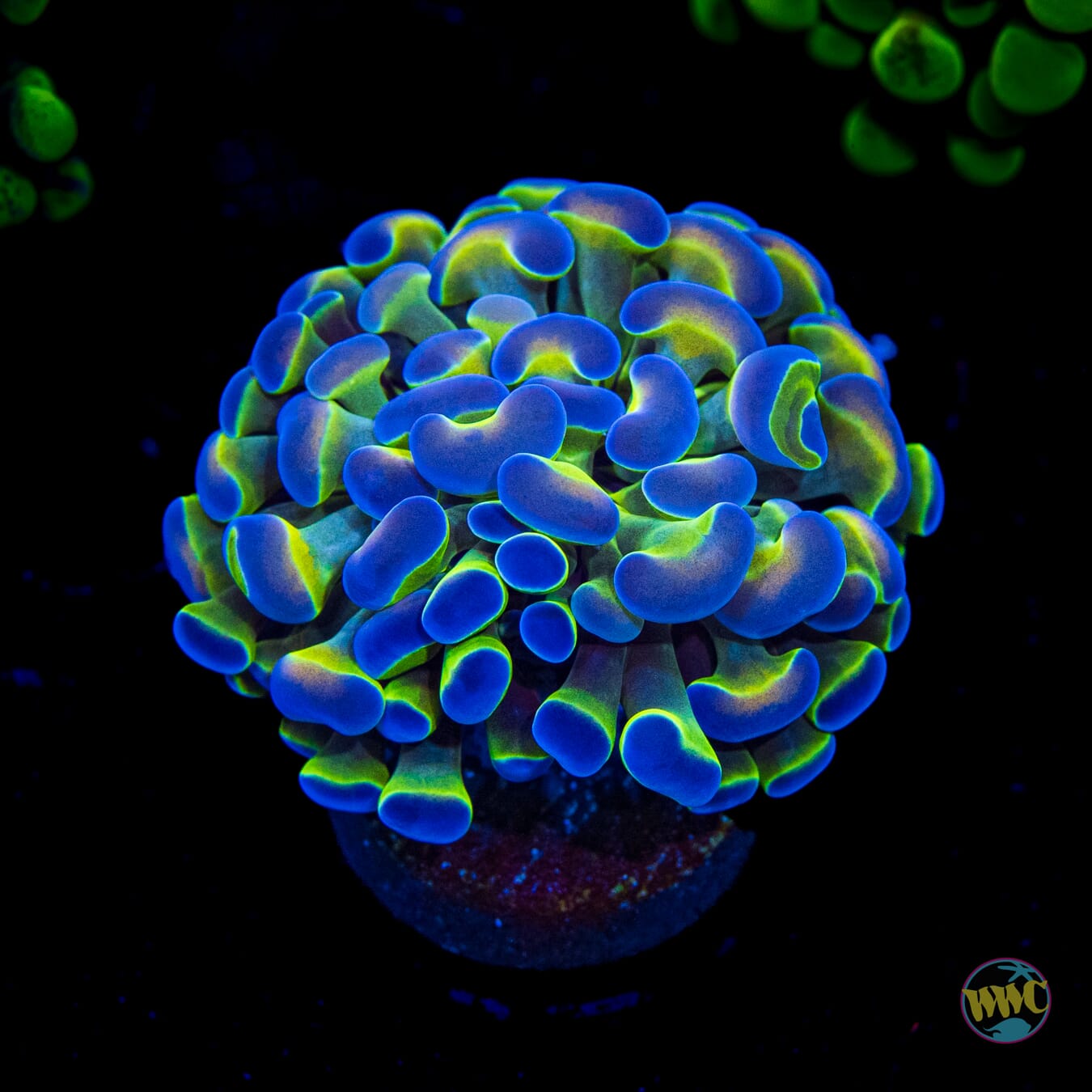 Hologram Branching Hammer