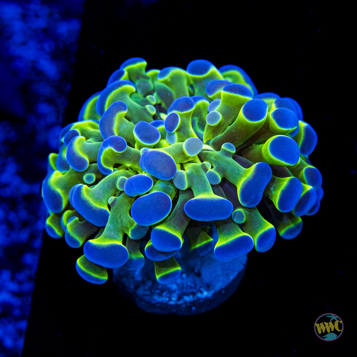 Ultimate Bicolor Branching Hammer