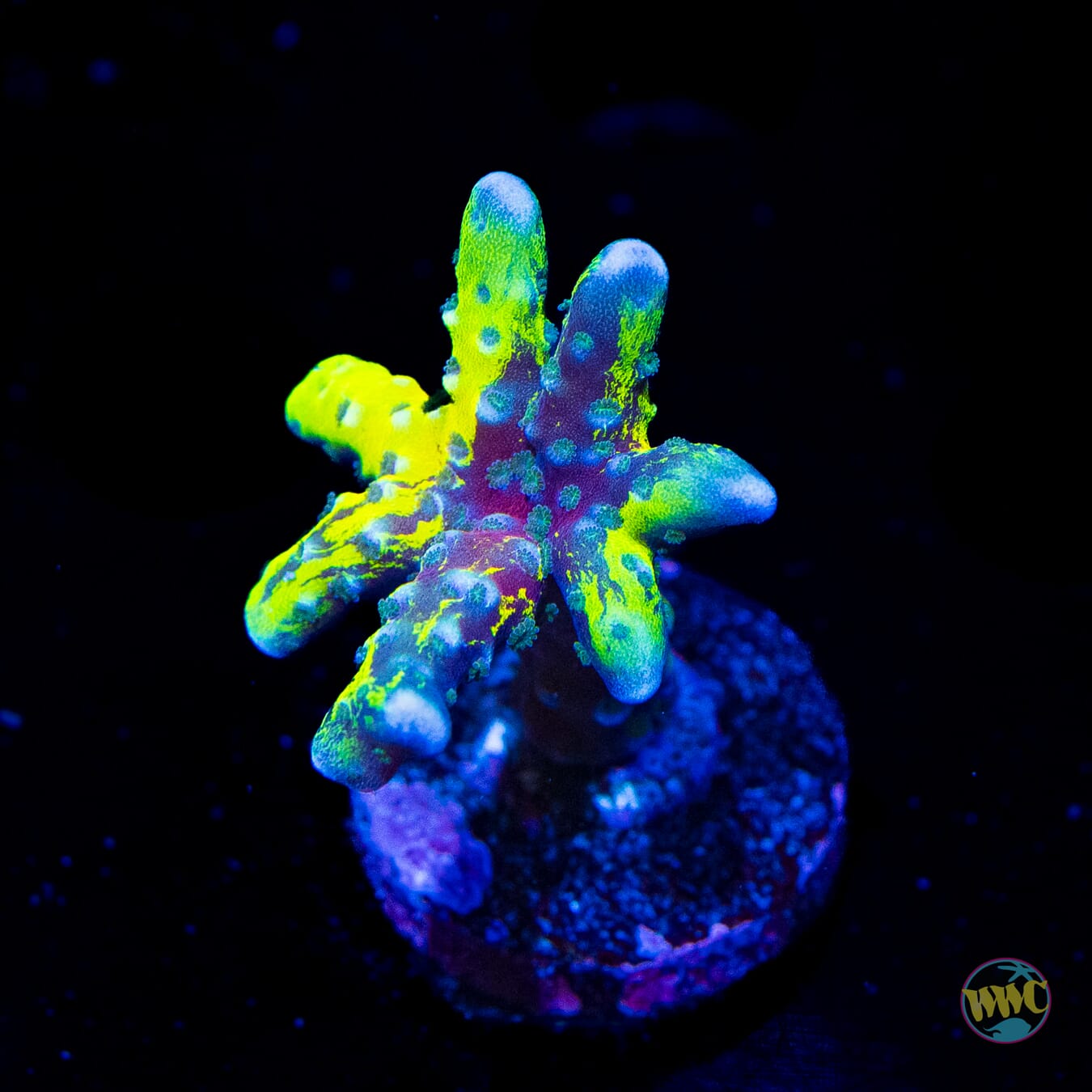 Golden Rod Grafted Anacropora