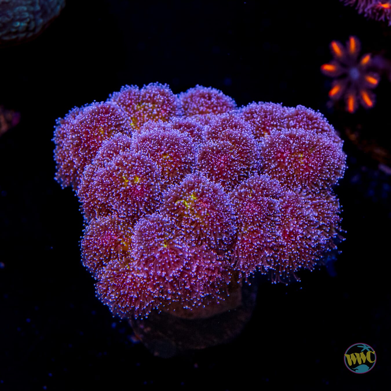 Purple Pocillopora