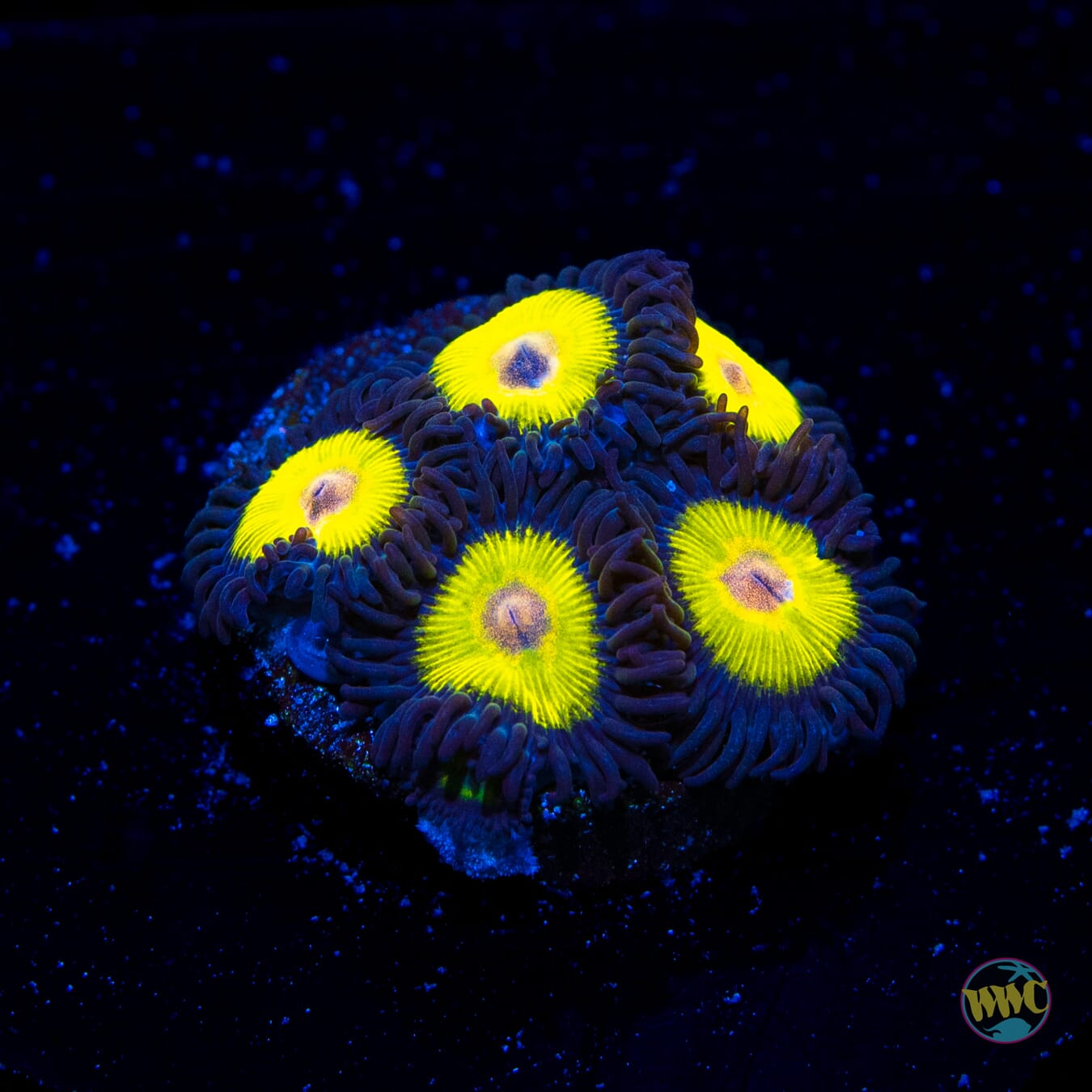 WWC Goldeneye Zoanthids