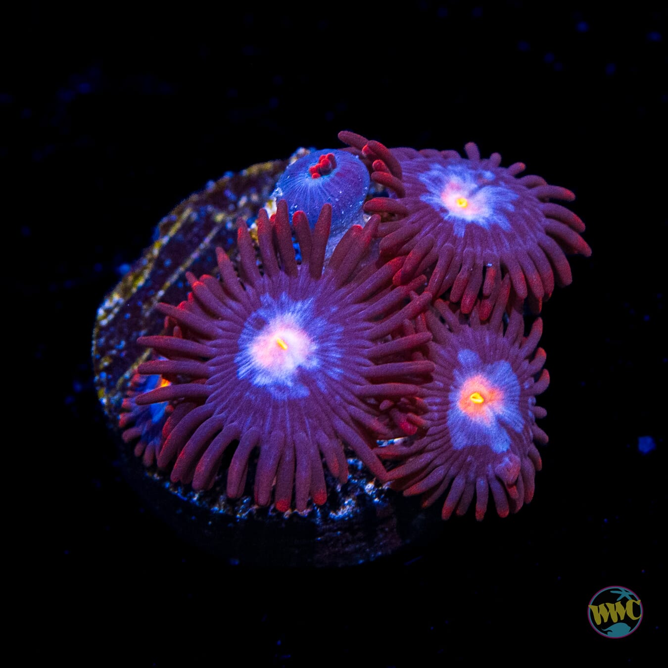 WWC Blue Steel Zoanthids