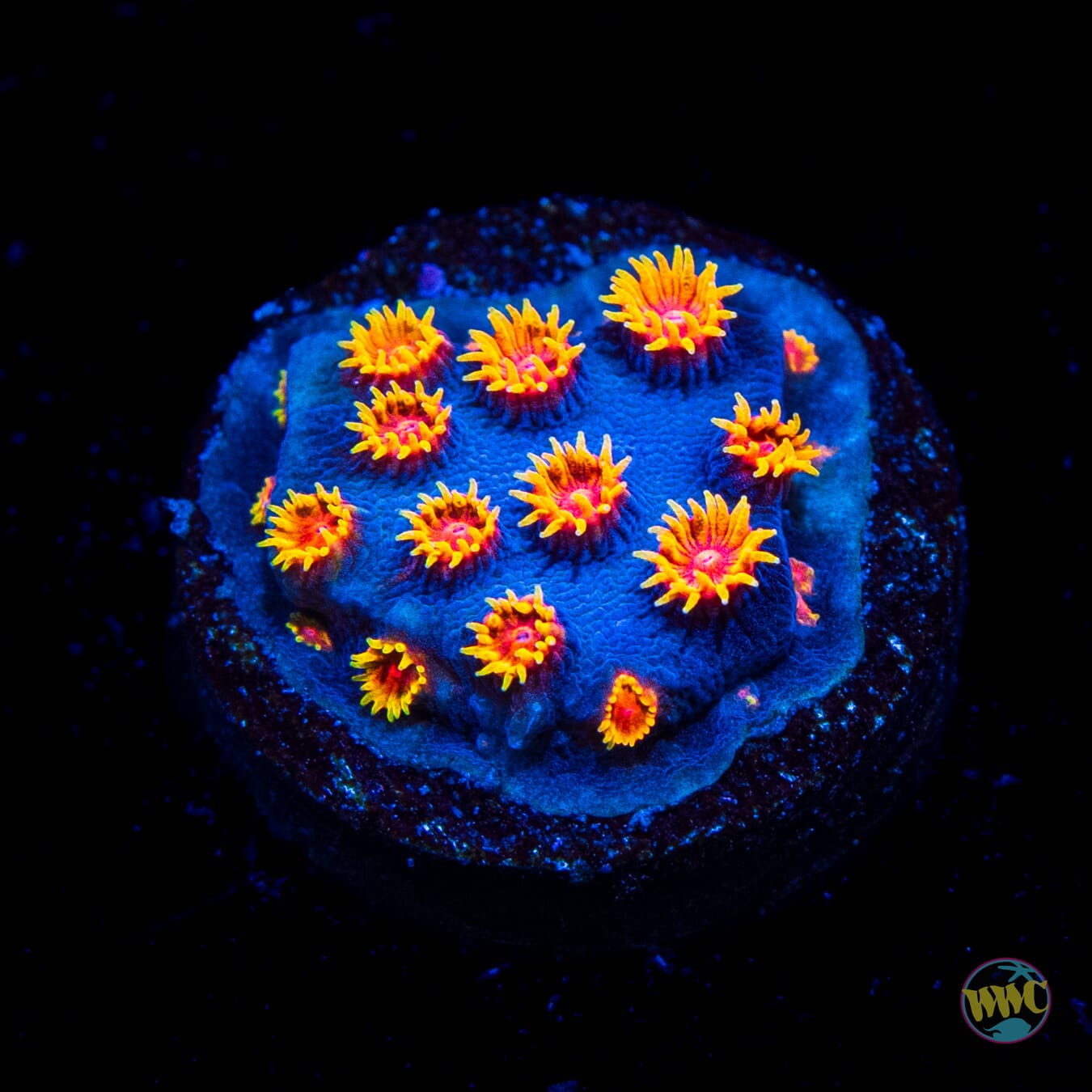WWC Bizarro Cyphastrea